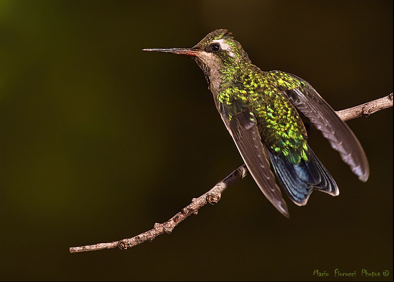 Canon EOS 40D + Canon EF 100-400mm F4.5-5.6L IS USM sample photo. Hummingbird close up photography