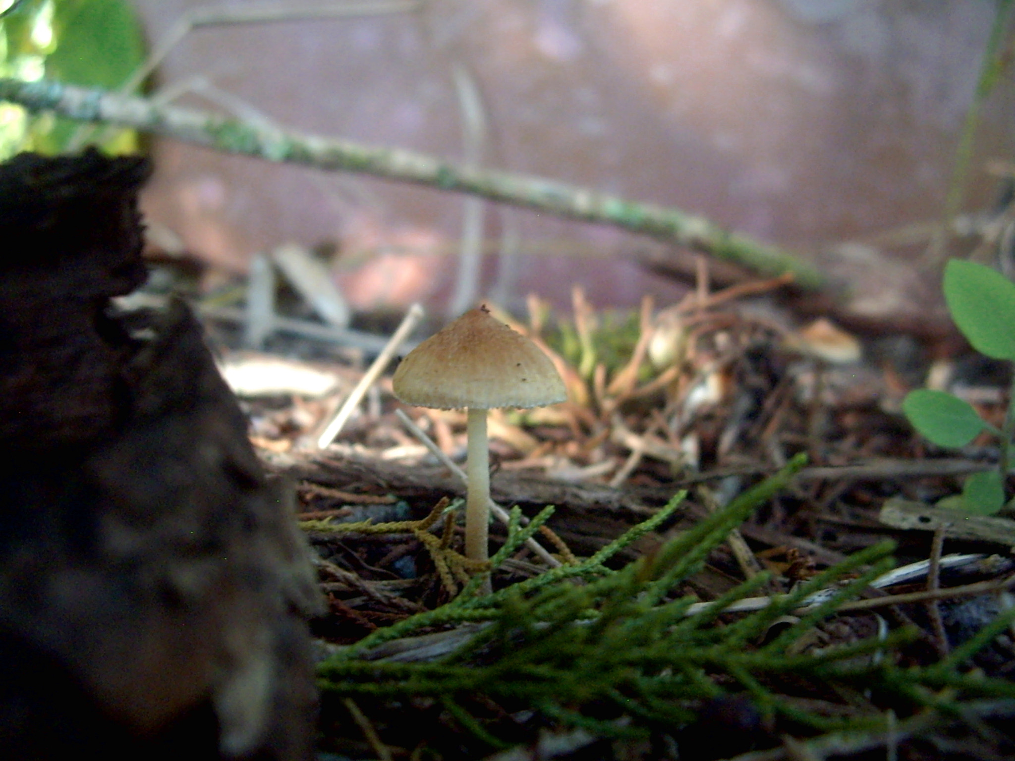 Pentax OPTIO A10 sample photo. Cute little mushroom photography