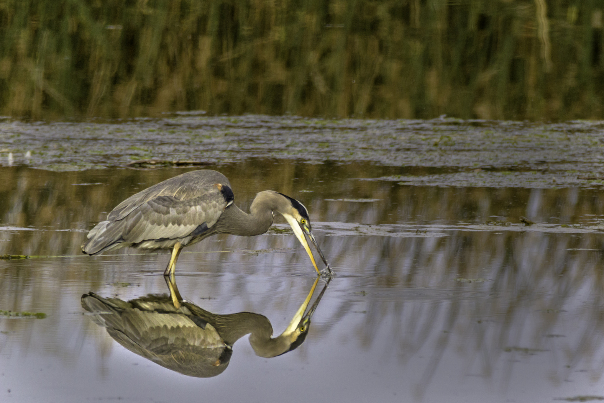 150-600mm F5-6.3 DG OS HSM | Contemporary 015 sample photo. Heron reflection photography