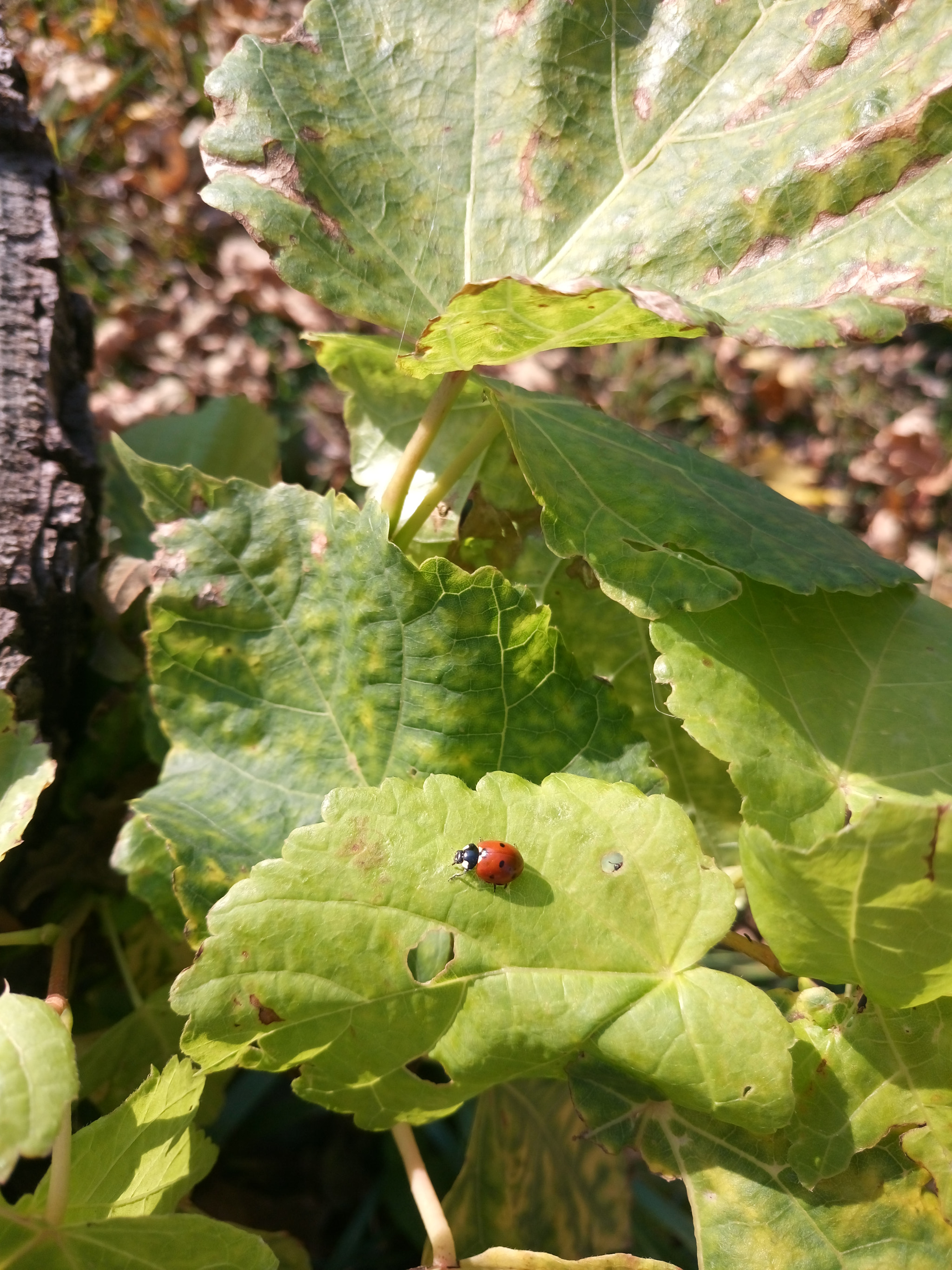 Sony Xperia M5 Dual sample photo