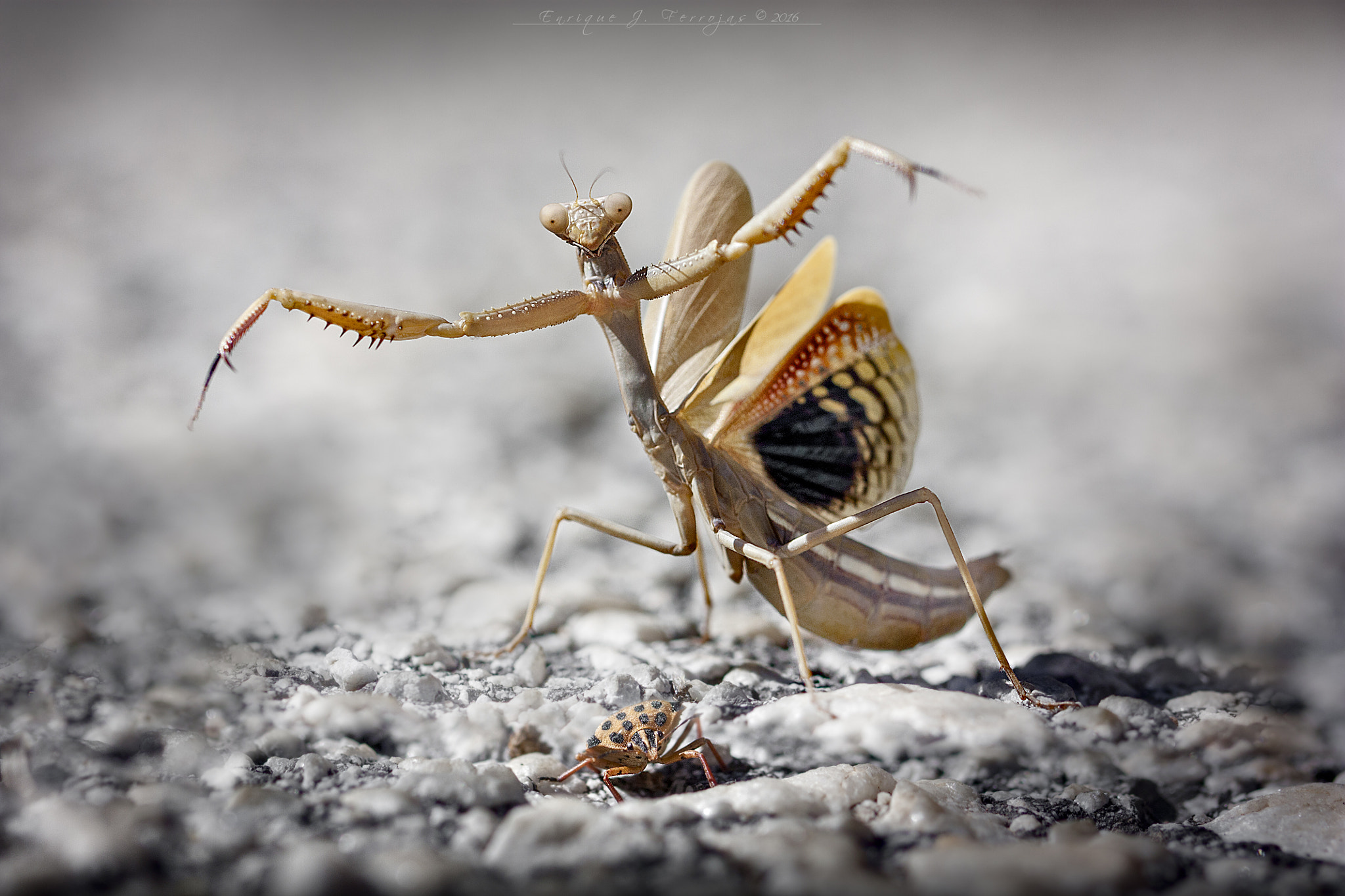 Canon EF 100mm F2.8L Macro IS USM sample photo. Hunting photography