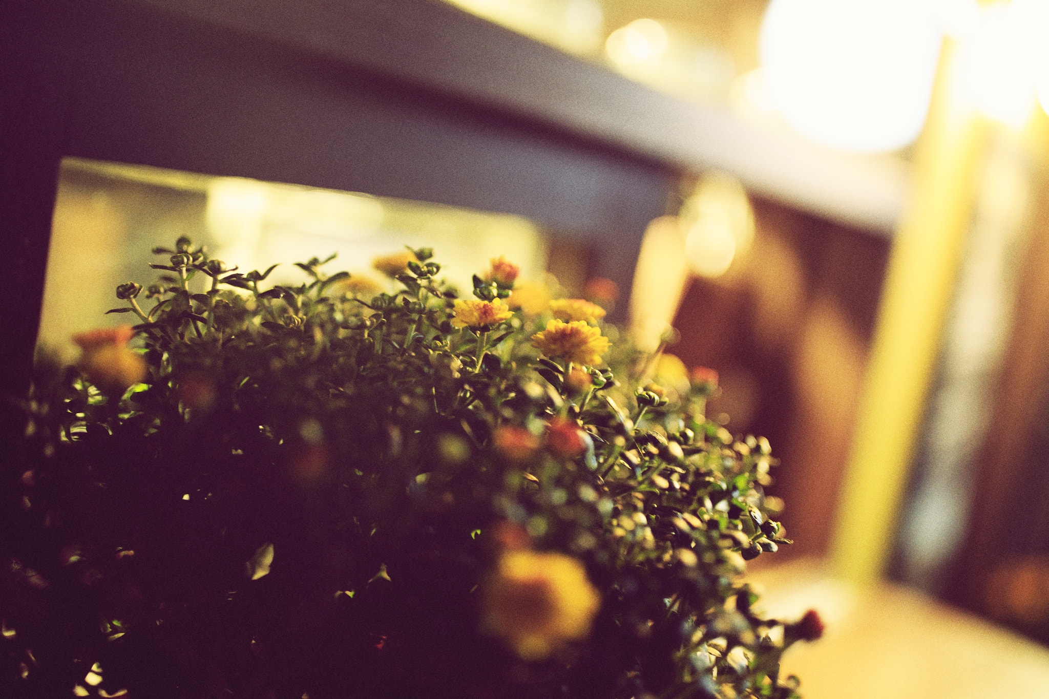 Canon EF 35mm F1.4L II USM sample photo. Light photography