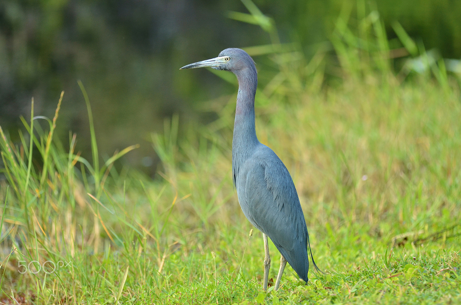 Tamron SP AF 180mm F3.5 Di LD (IF) Macro sample photo. Blue... photography