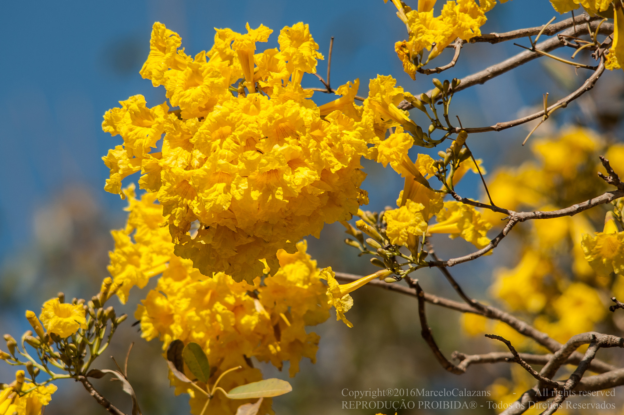 Sigma 150-500mm F5-6.3 DG OS HSM sample photo. Yellow flowers photography