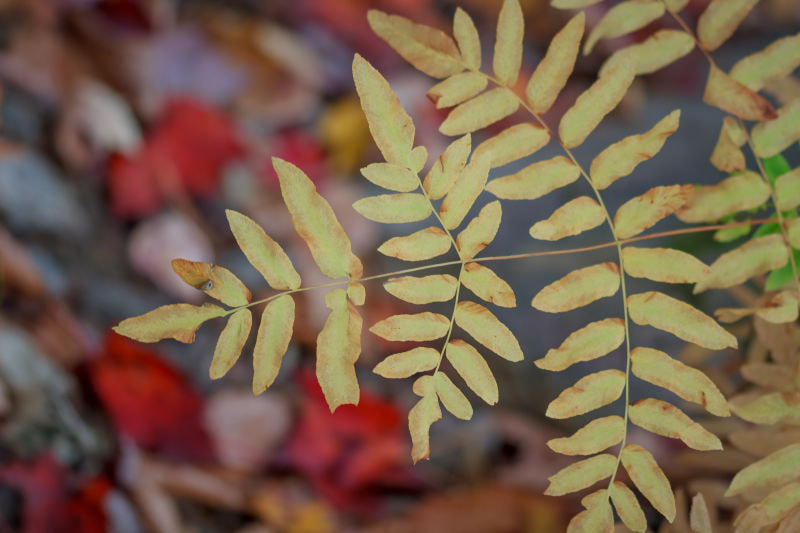 Sigma 105mm F2.8 EX DG OS HSM sample photo. Autumn leaf photography