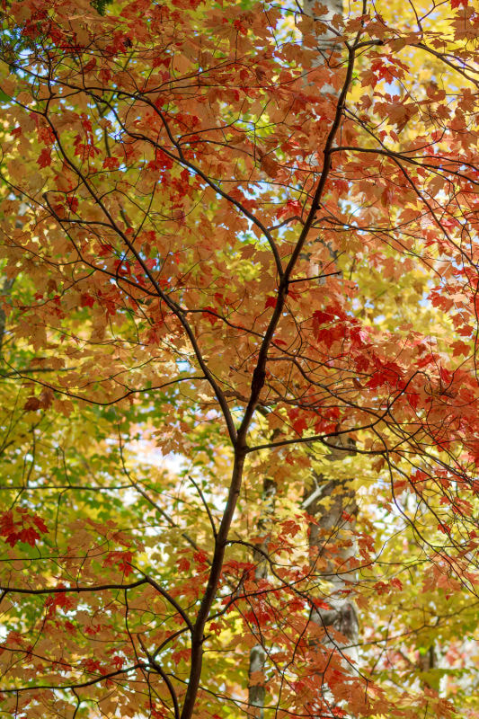 Sigma 105mm F2.8 EX DG OS HSM sample photo. Maple leaf photography