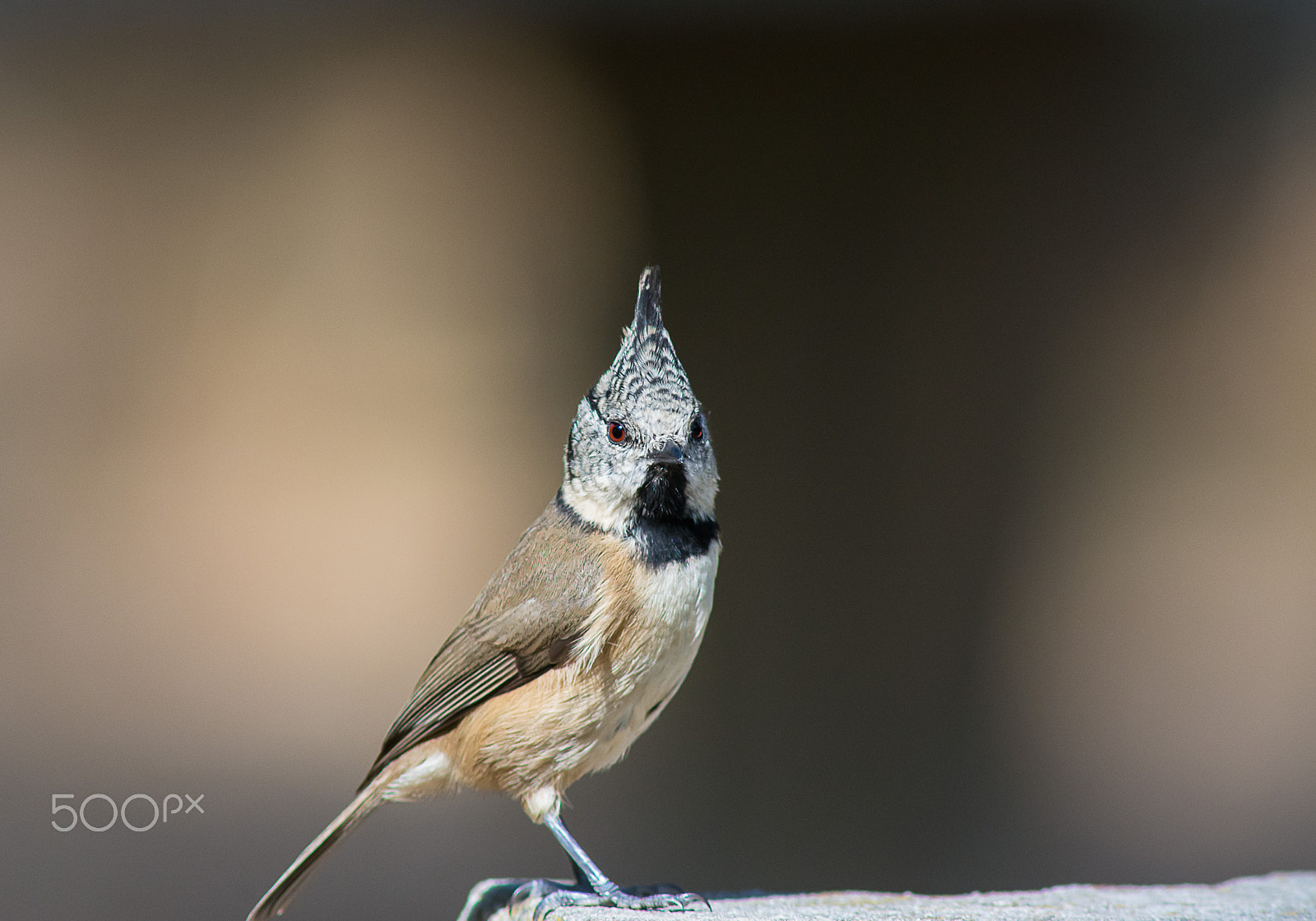 AF Nikkor 300mm f/4 IF-ED sample photo. European crested tit photography