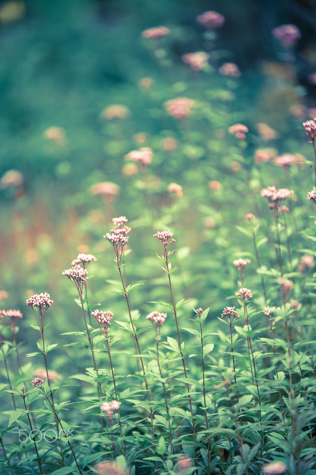 Tamron SP 70-200mm F2.8 Di VC USD sample photo. Autumn flowers photography