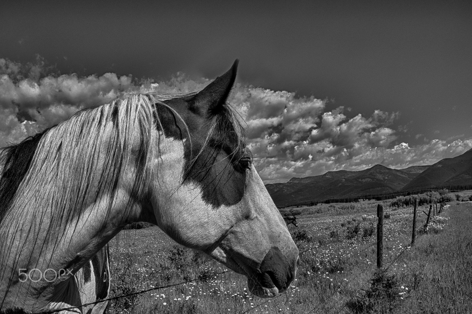 Canon EOS 7D Mark II sample photo. Paint horse dreaming photography