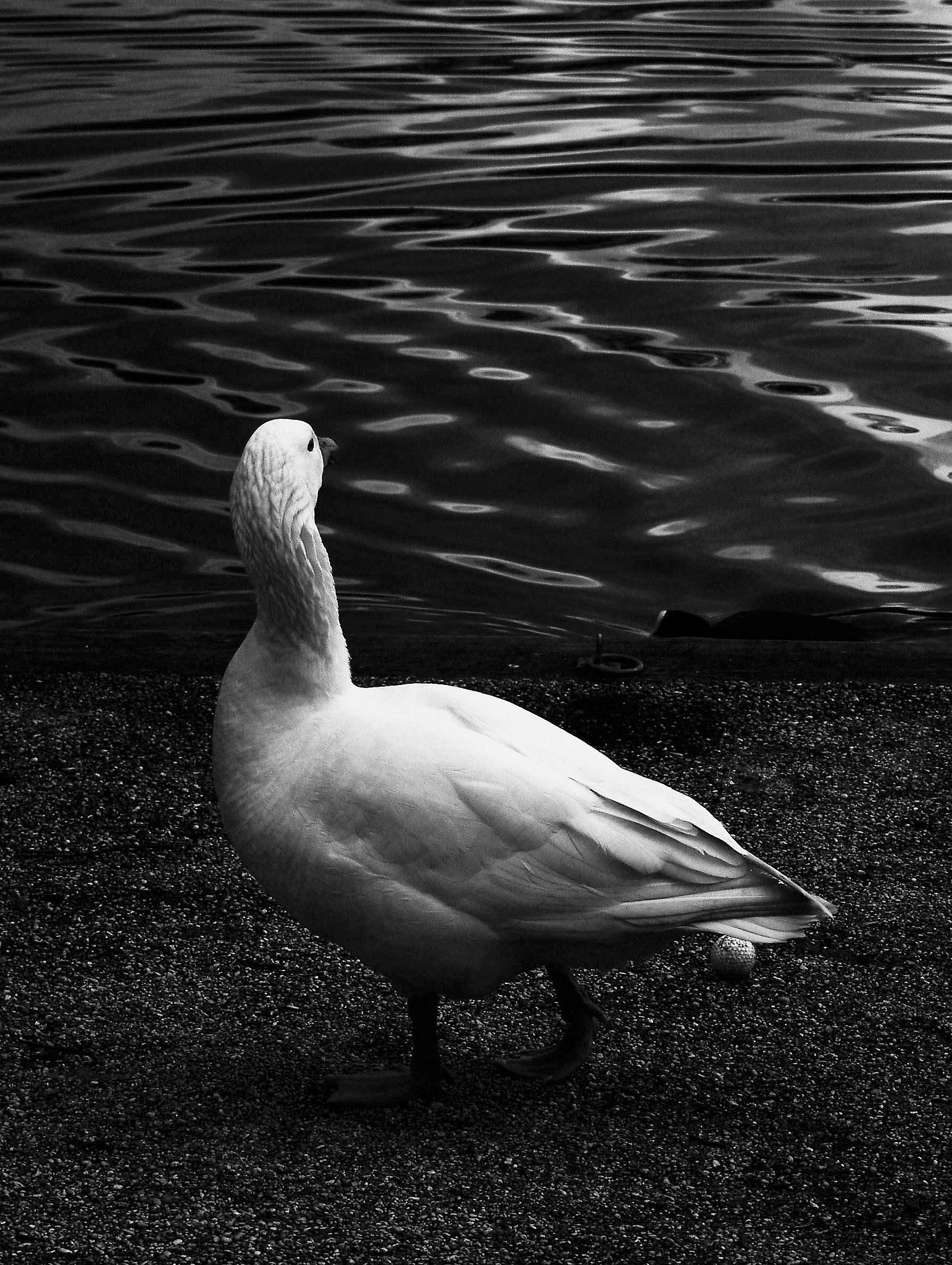 Olympus E-20,E-20N,E-20P sample photo. Duck photography