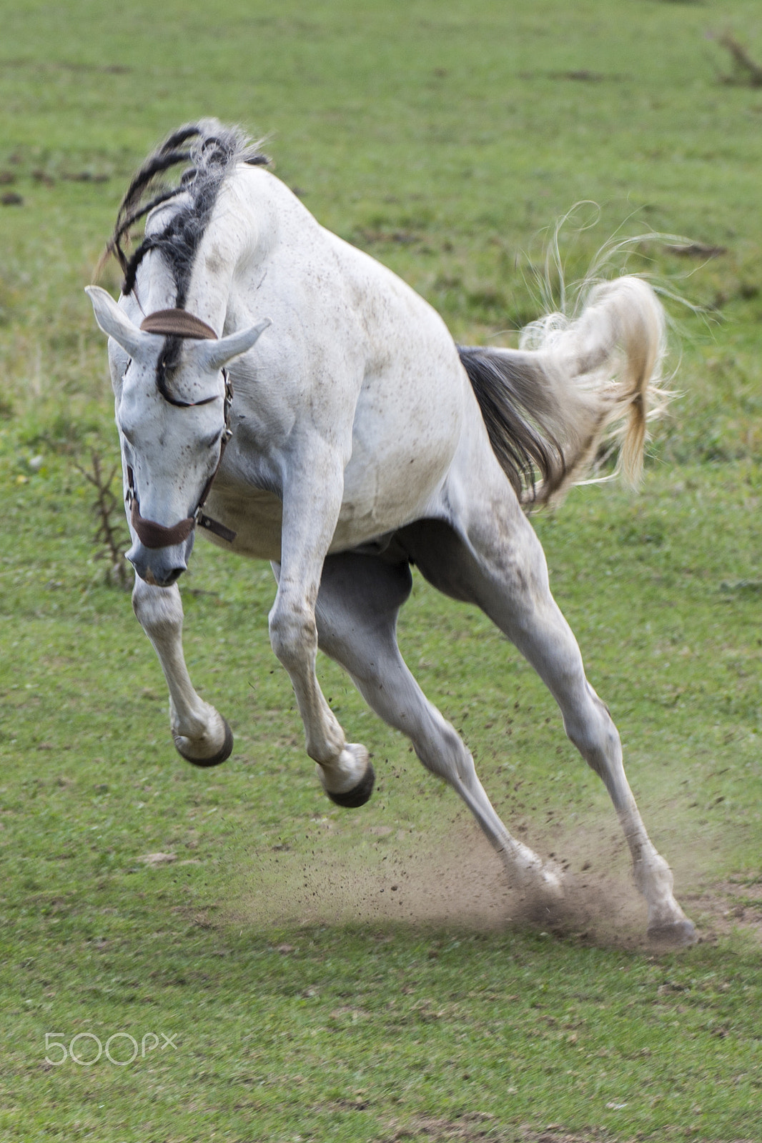 Nikon D7100 sample photo. White horse bucking photography