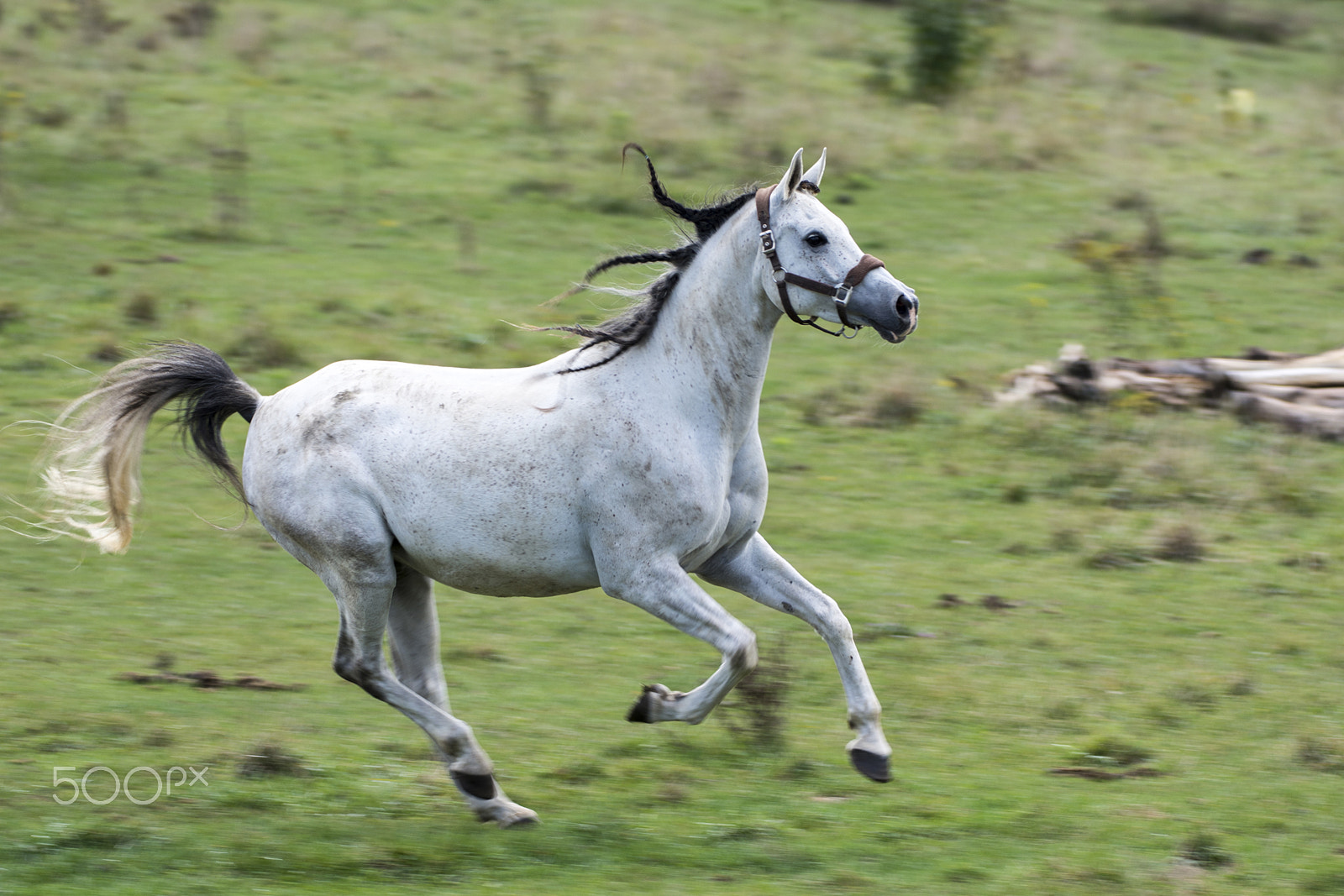 Nikon D7100 + Nikon AF-S Nikkor 200-400mm F4G ED VR II sample photo. White horse running in a field. photography