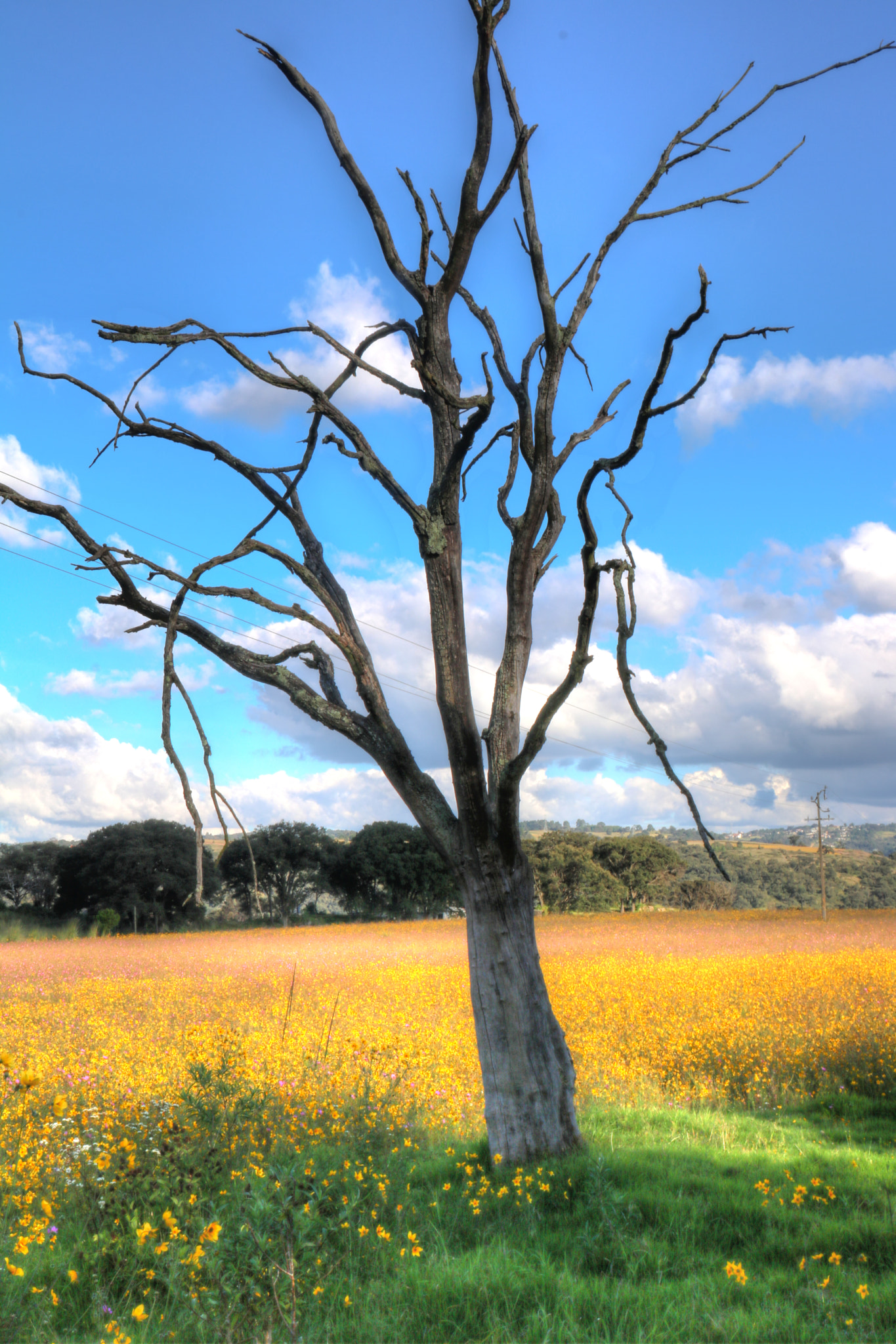 Canon EOS 750D (EOS Rebel T6i / EOS Kiss X8i) sample photo. Hdrsmoothrancho photography