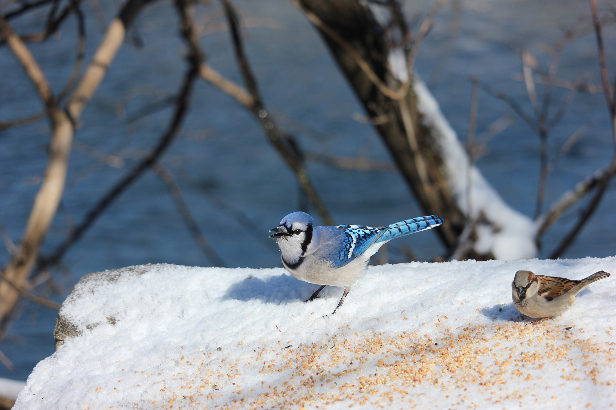 Canon EOS 600D (Rebel EOS T3i / EOS Kiss X5) + Canon EF-S 55-250mm F4-5.6 IS STM sample photo. Blue jay and sparrow.  photography