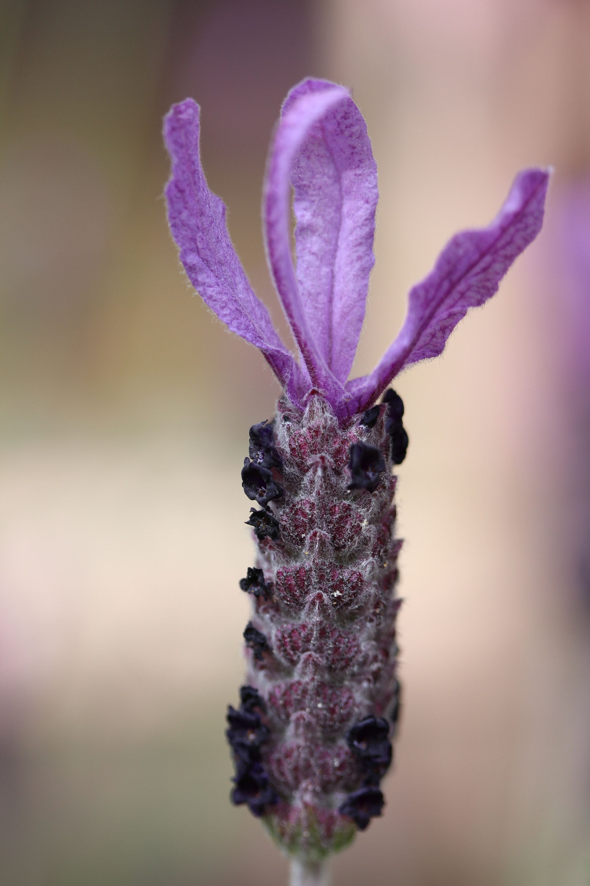 Canon EF-S 60mm F2.8 Macro USM sample photo. Lavender in my garden photography