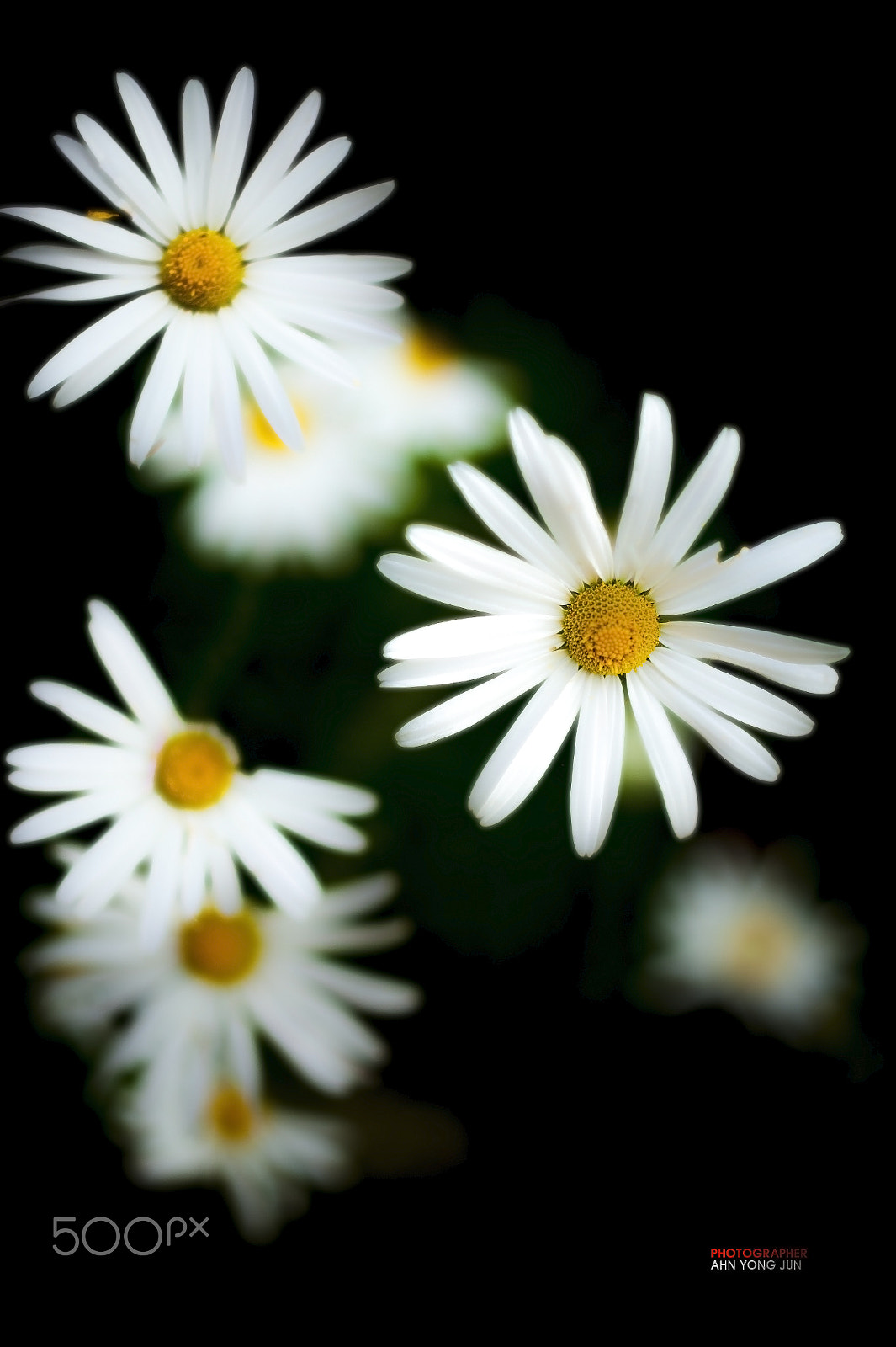 ZEISS Makro-Planar T* 50mm F2 sample photo. Autumn blossoms photography