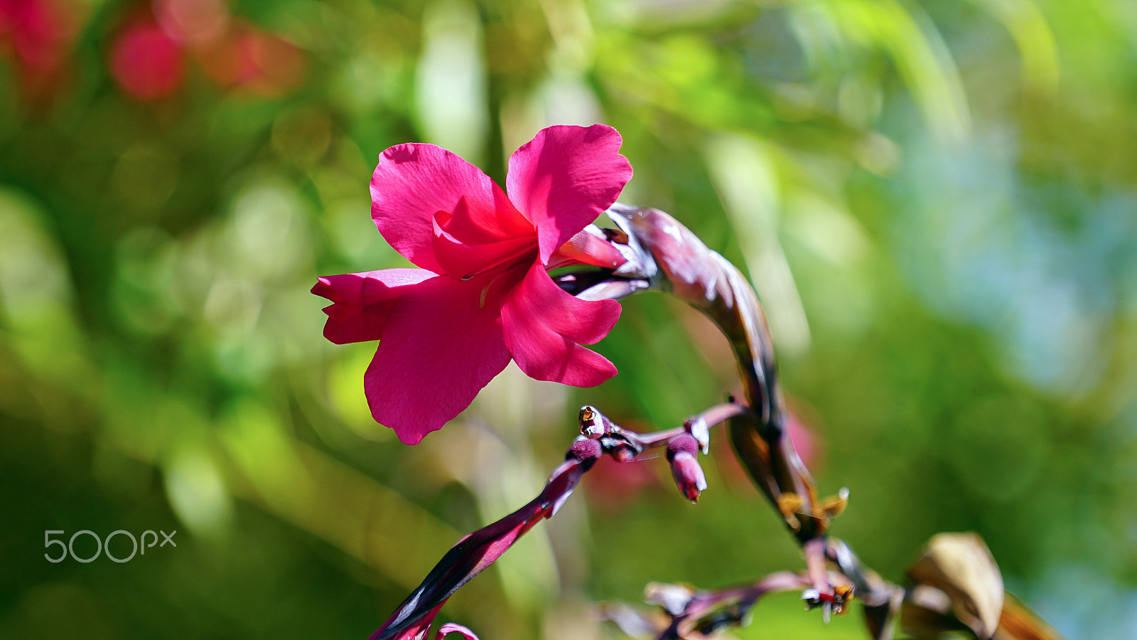 Sony a7S II + Sony FE 70-200mm F4 G OSS sample photo. Her whisper photography