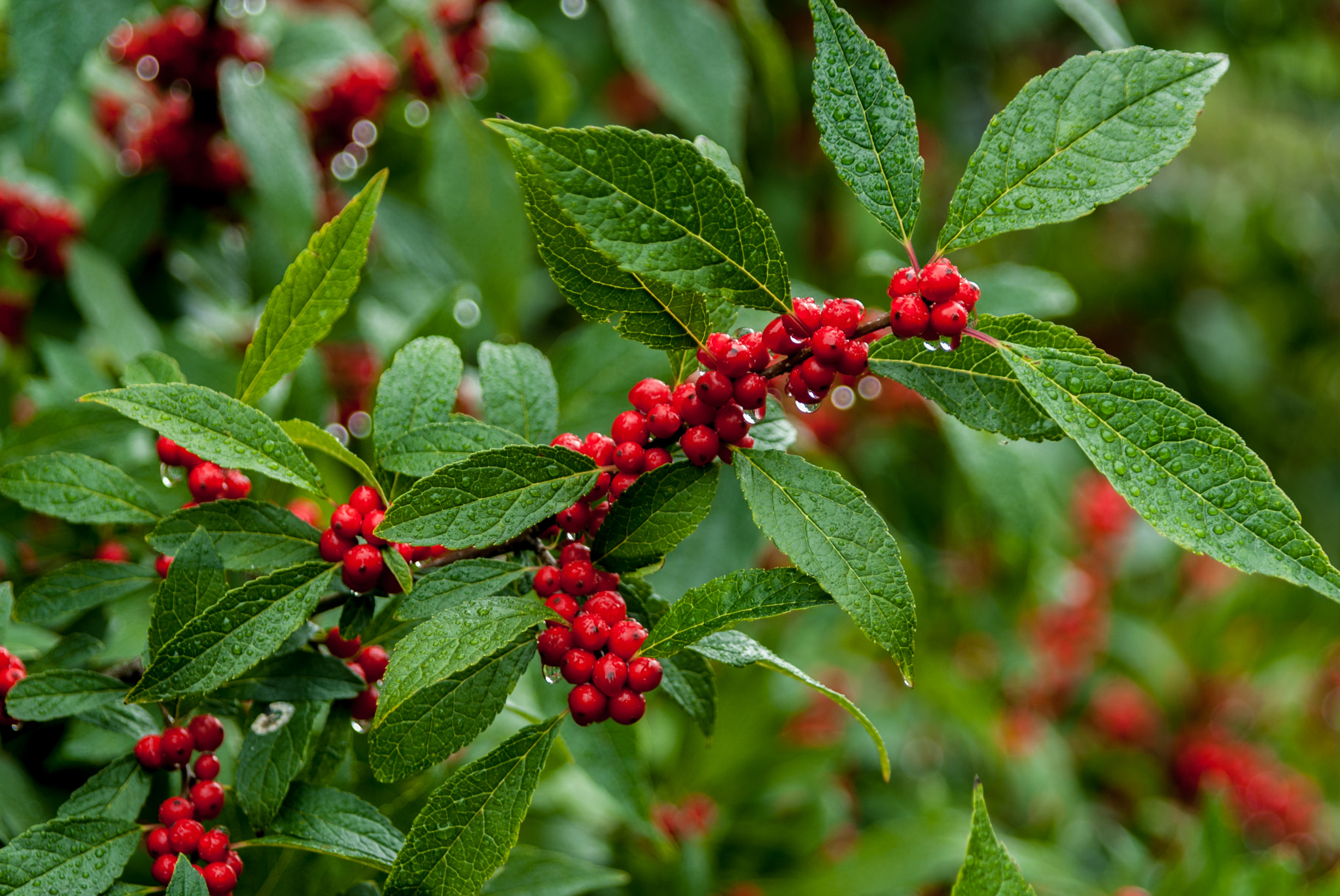 Nikon D200 sample photo. Red berries photography