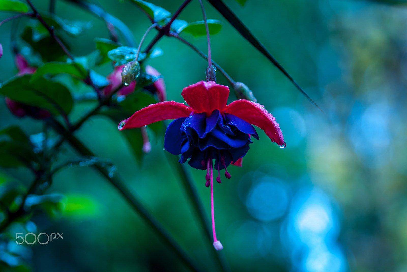 Nikon D200 + Sigma 28-105mm F2.8-4 Aspherical sample photo. Fuchsia photography