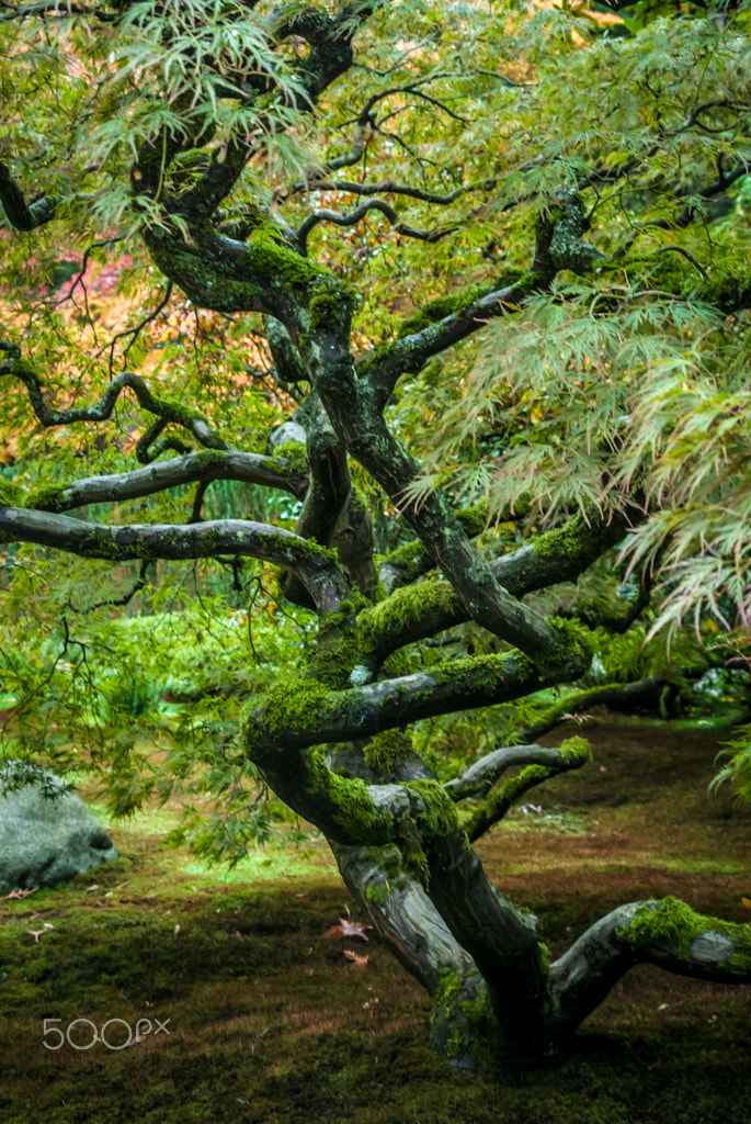 Nikon D200 + Sigma 28-105mm F2.8-4 Aspherical sample photo. Twisted tree photography