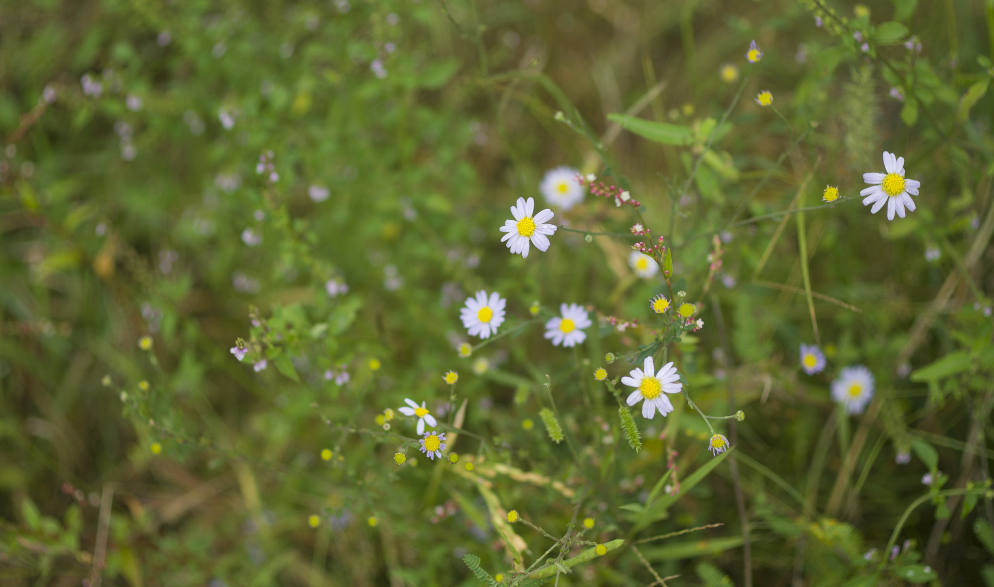 ZEISS Makro-Planar T* 50mm F2 sample photo