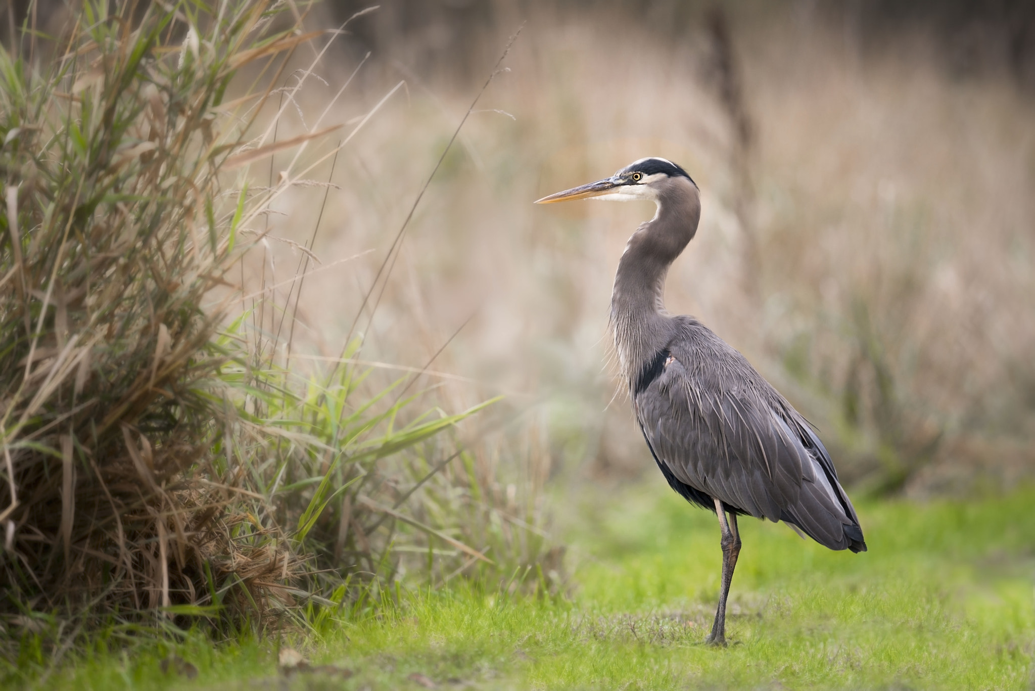 Nikon AF-S Nikkor 500mm F4E FL ED VR sample photo. Great blue heron photography