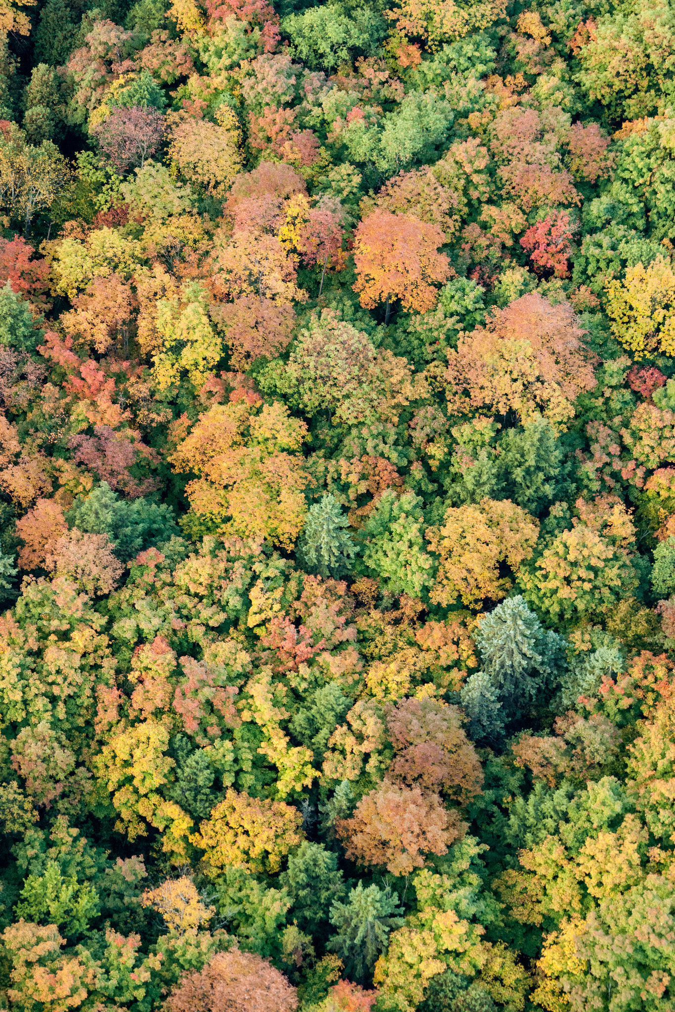 Sony Alpha DSLR-A900 + Sony 70-400mm F4-5.6 G SSM sample photo. Autumn air photography