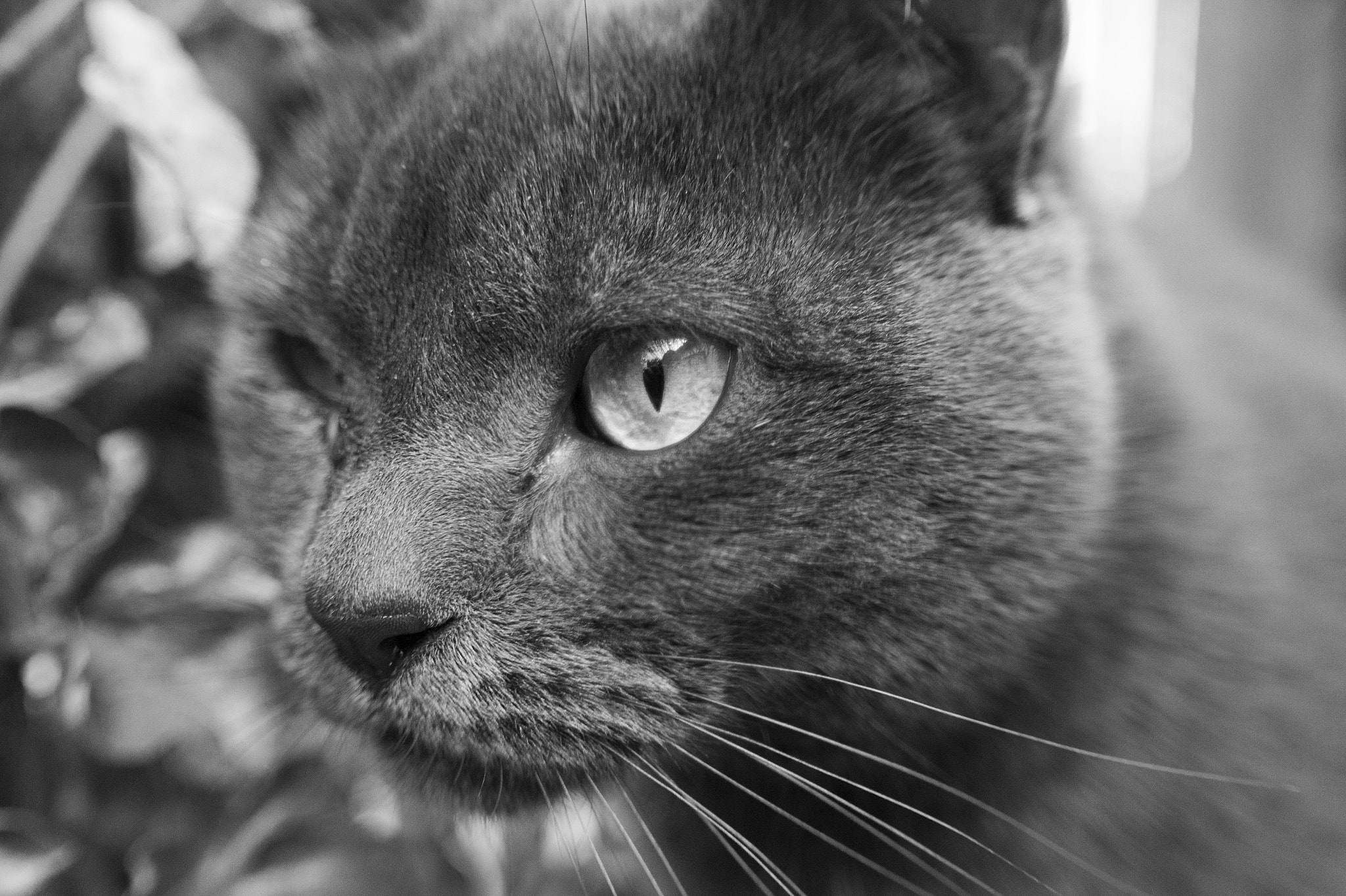 E 18-50mm F4-5.6 sample photo. Toton photography