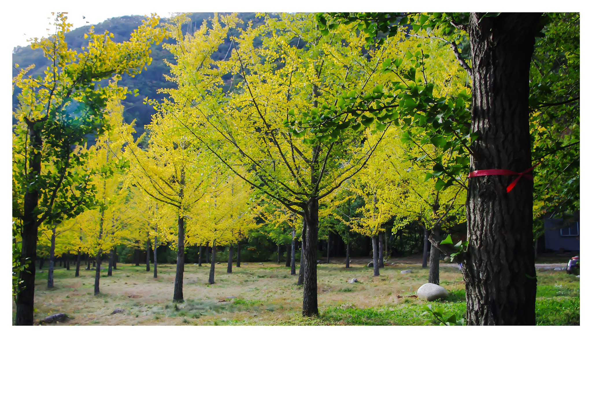 Pentax smc DA 18-55mm F3.5-5.6 AL sample photo. Hongcheongun ginkgo photography
