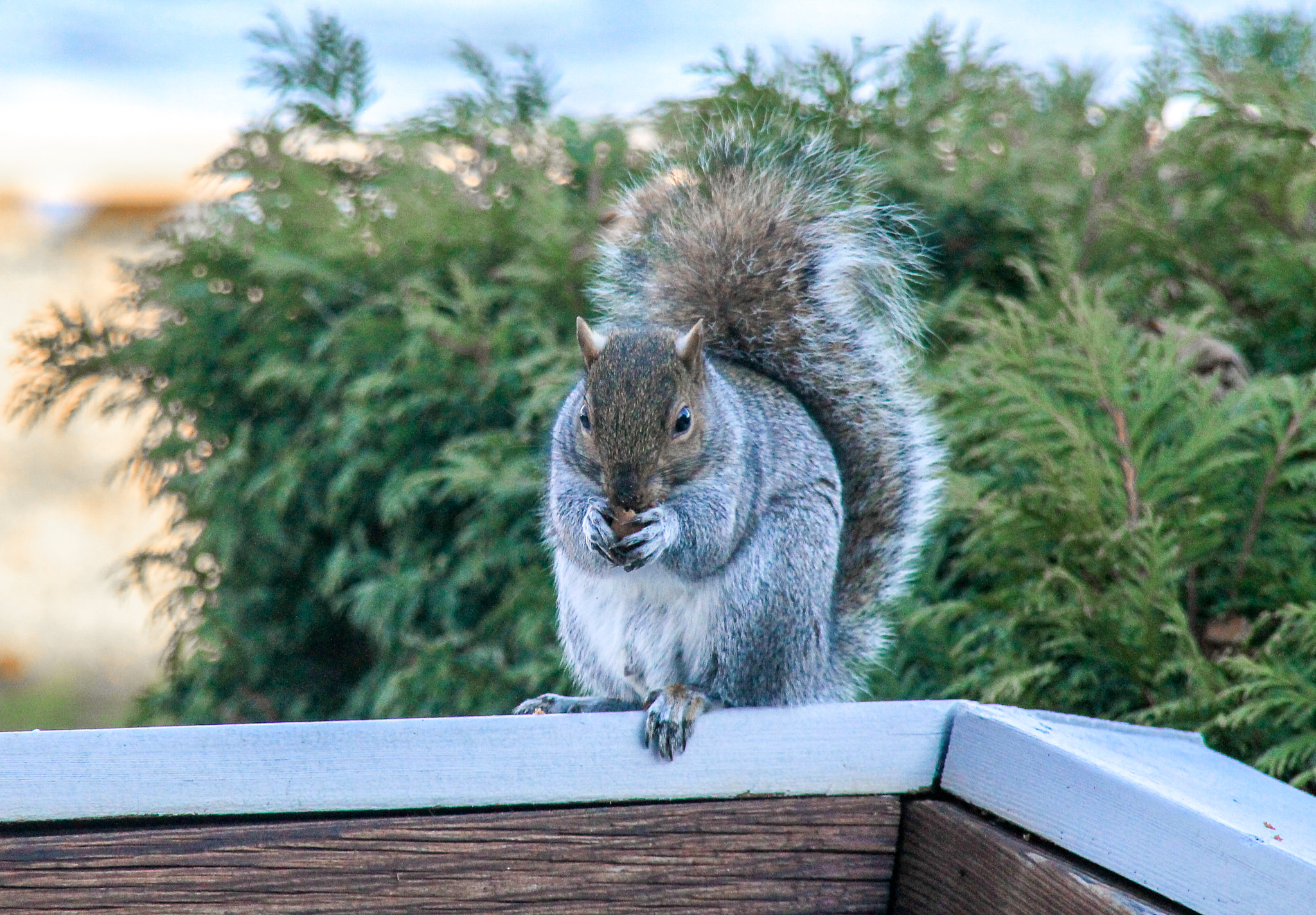 Canon EOS 1100D (EOS Rebel T3 / EOS Kiss X50) sample photo. Fat squirrel photography