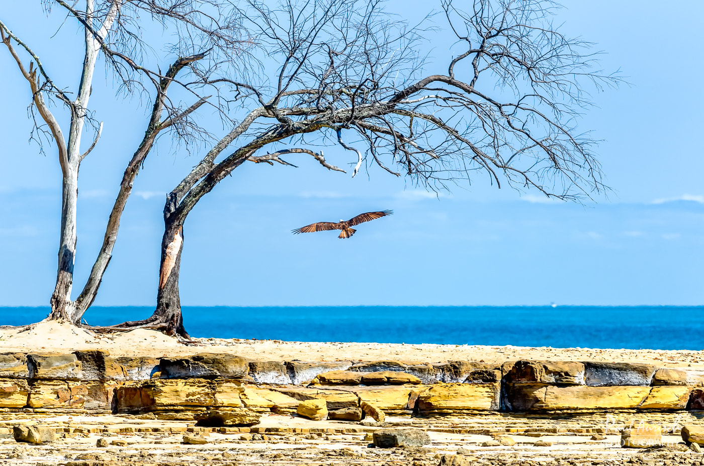 Nikon AF-S Nikkor 70-200mm F4G ED VR sample photo. Osprey photography