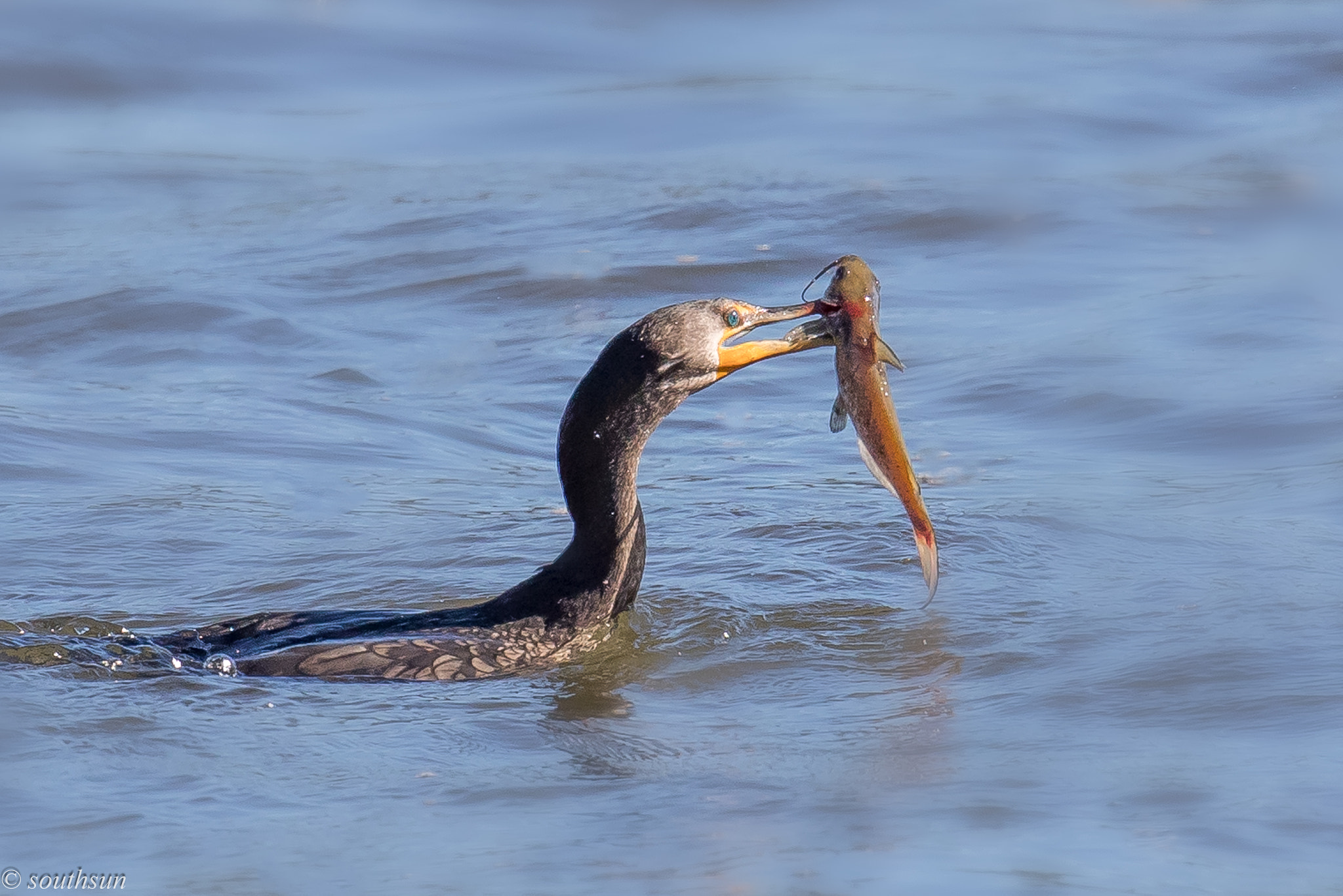 Canon EOS-1D X Mark II + Canon EF 600mm F4L IS II USM sample photo. Untitled photography