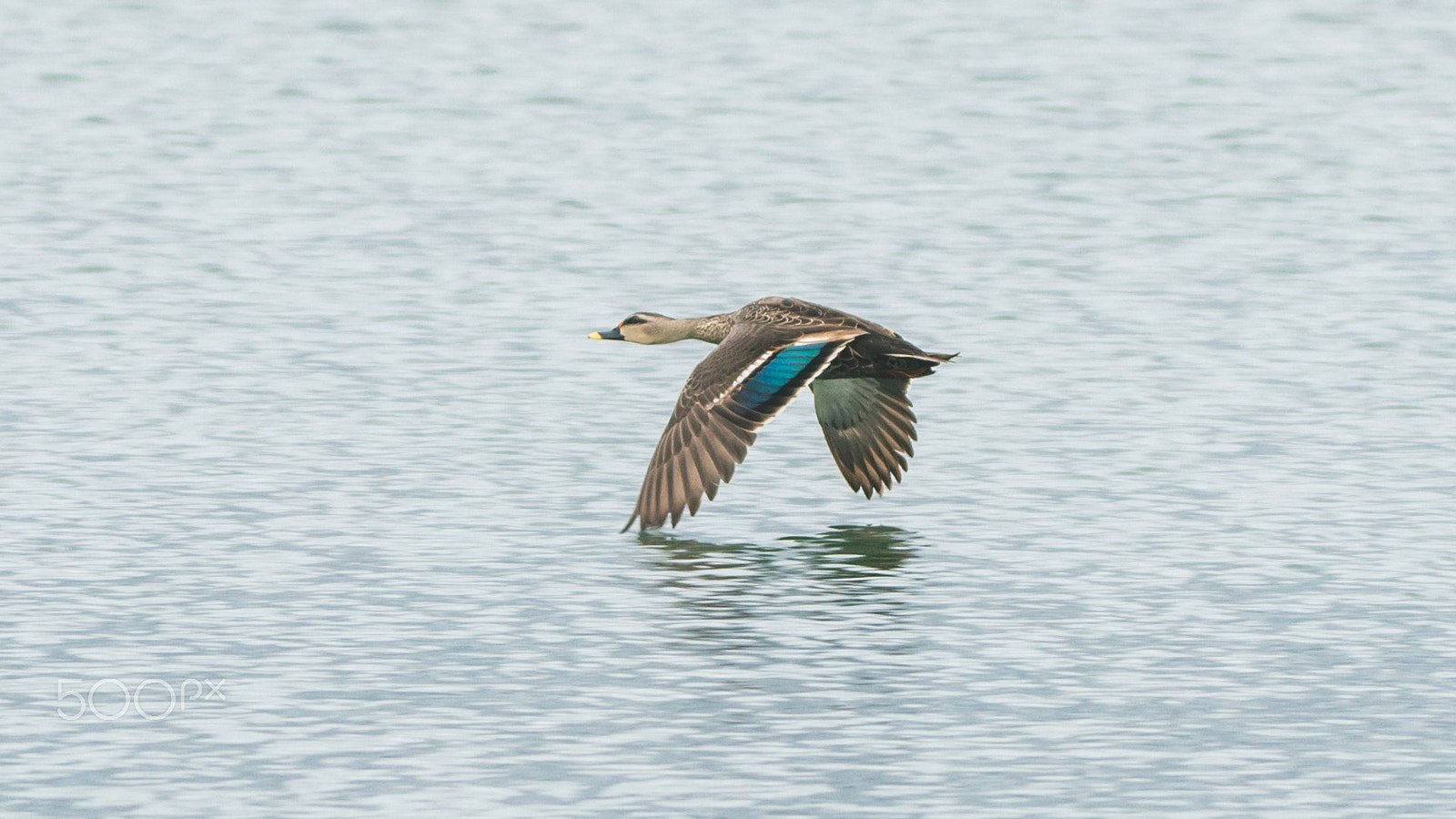 150-600mm F5-6.3 DG OS HSM | Contemporary 015 sample photo. Img photography