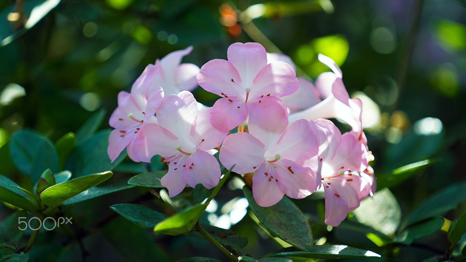 Sony a7S II + Sony FE 70-200mm F4 G OSS sample photo. All i ever wanted was the world photography