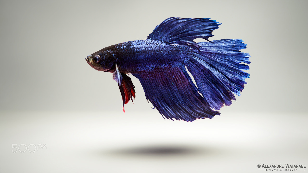 Nikon AF Nikkor 24-85mm F2.8-4D IF sample photo. Siamese fighting fish photography