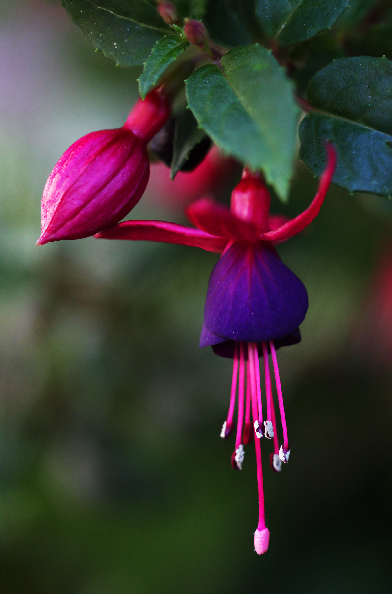 Canon EF 100mm F2.8 Macro USM sample photo. Fuchsia photography
