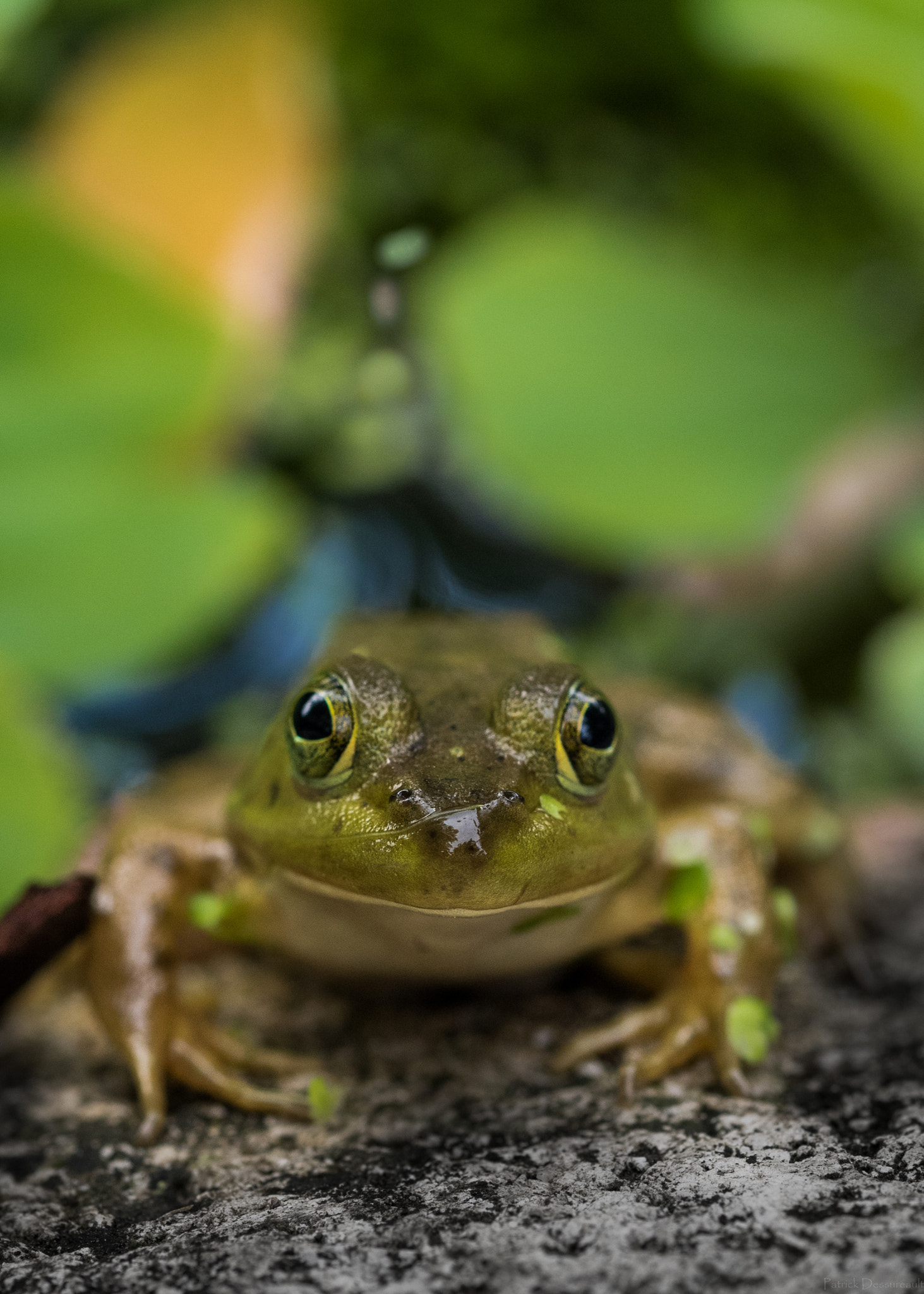 Sigma 105mm F2.8 EX DG OS HSM sample photo. Grenouille dunham photography