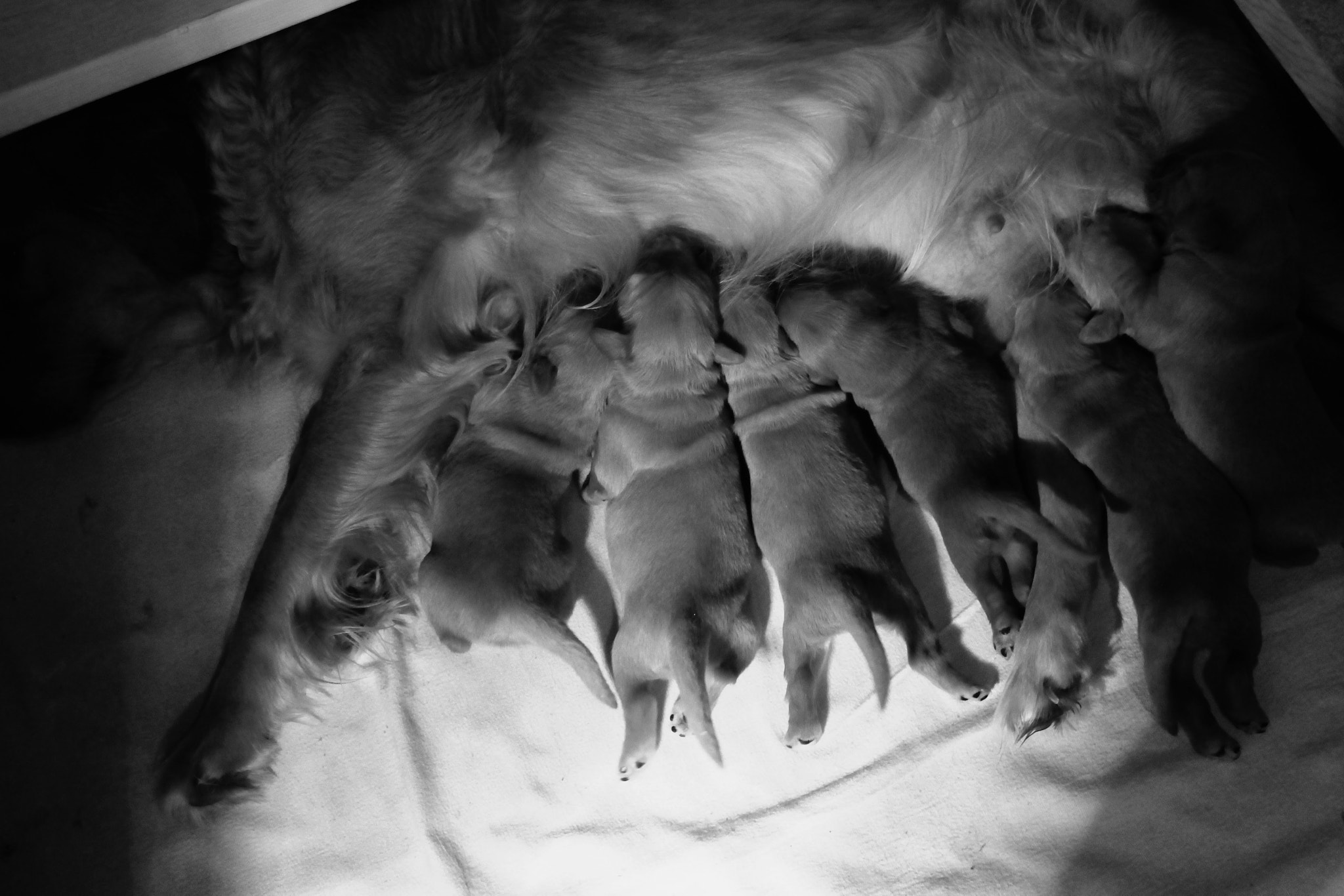 Canon EF-S 18-55mm F3.5-5.6 IS II sample photo. When they were just little nuggets!! photography