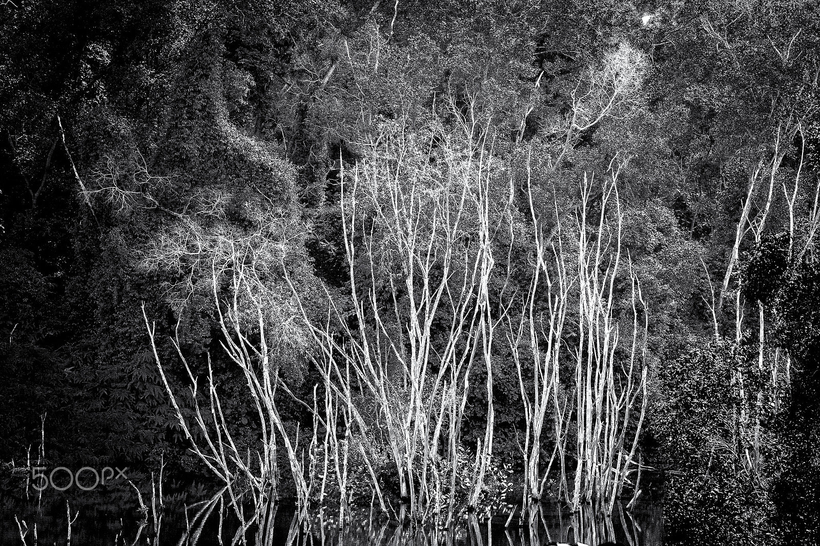 HD Pentax DA 55-300mm F4.0-5.8 ED WR sample photo. Matchsticks photography