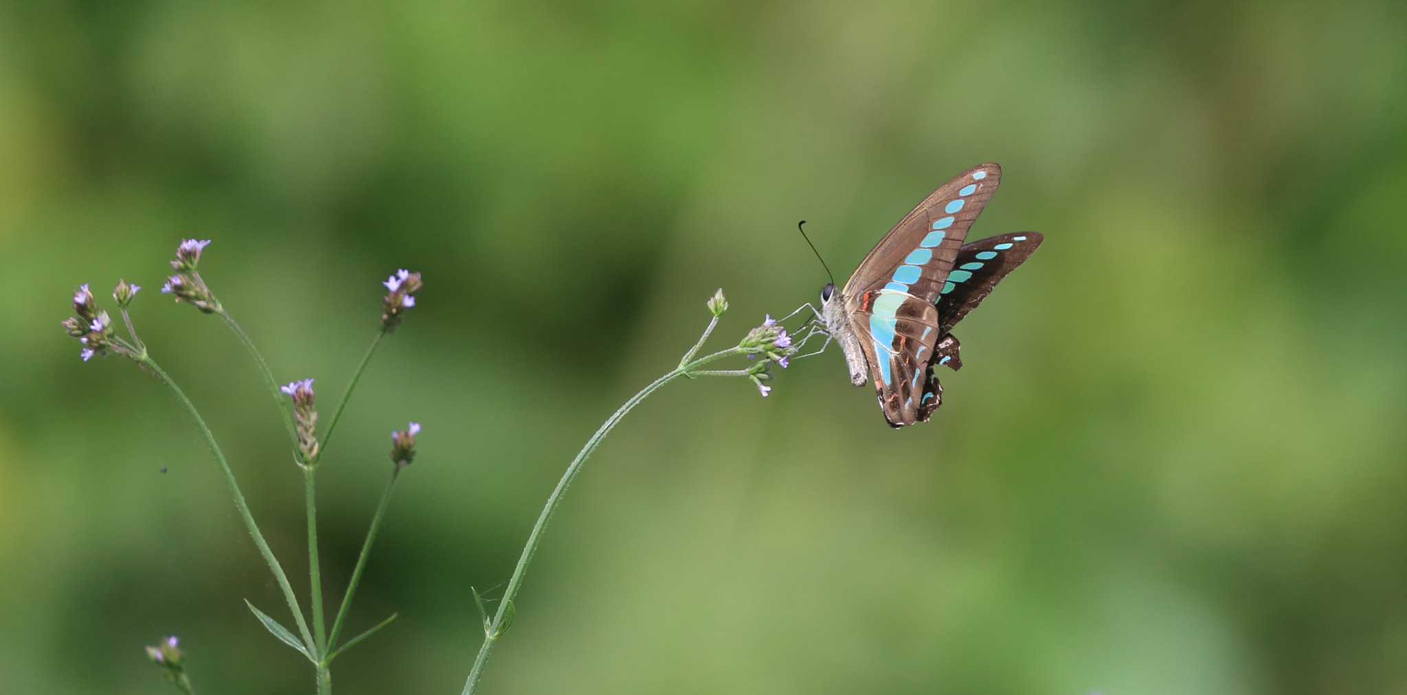 Canon EF 800mm F5.6L IS USM sample photo. 花と蝶 photography