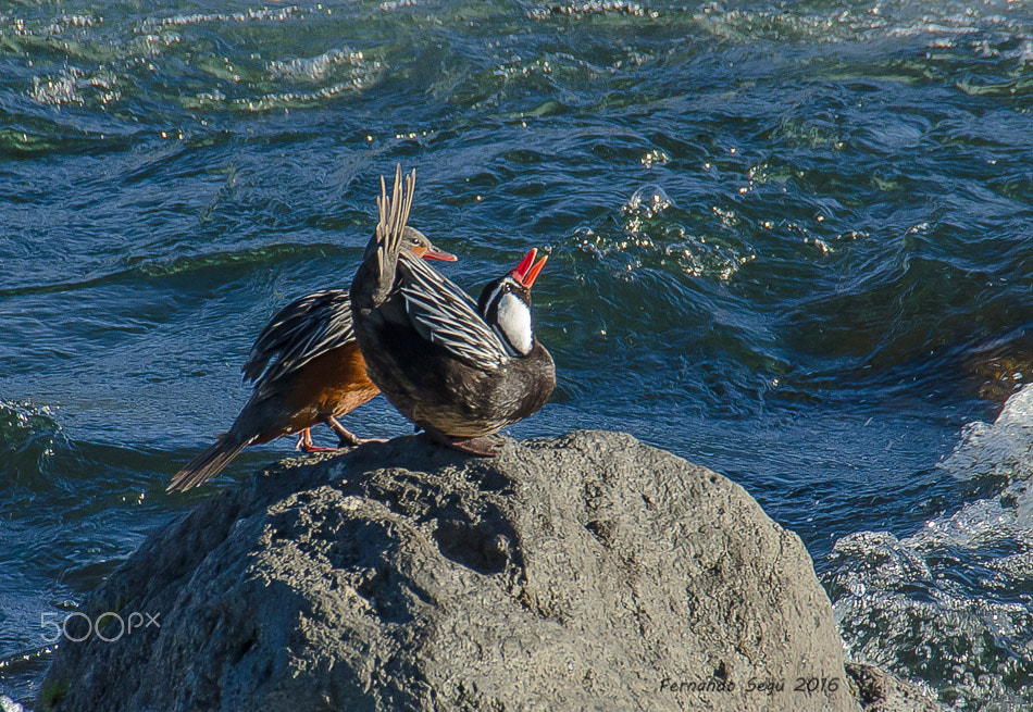 Sigma 50-500mm F4.5-6.3 DG OS HSM sample photo. Torrent duck photography