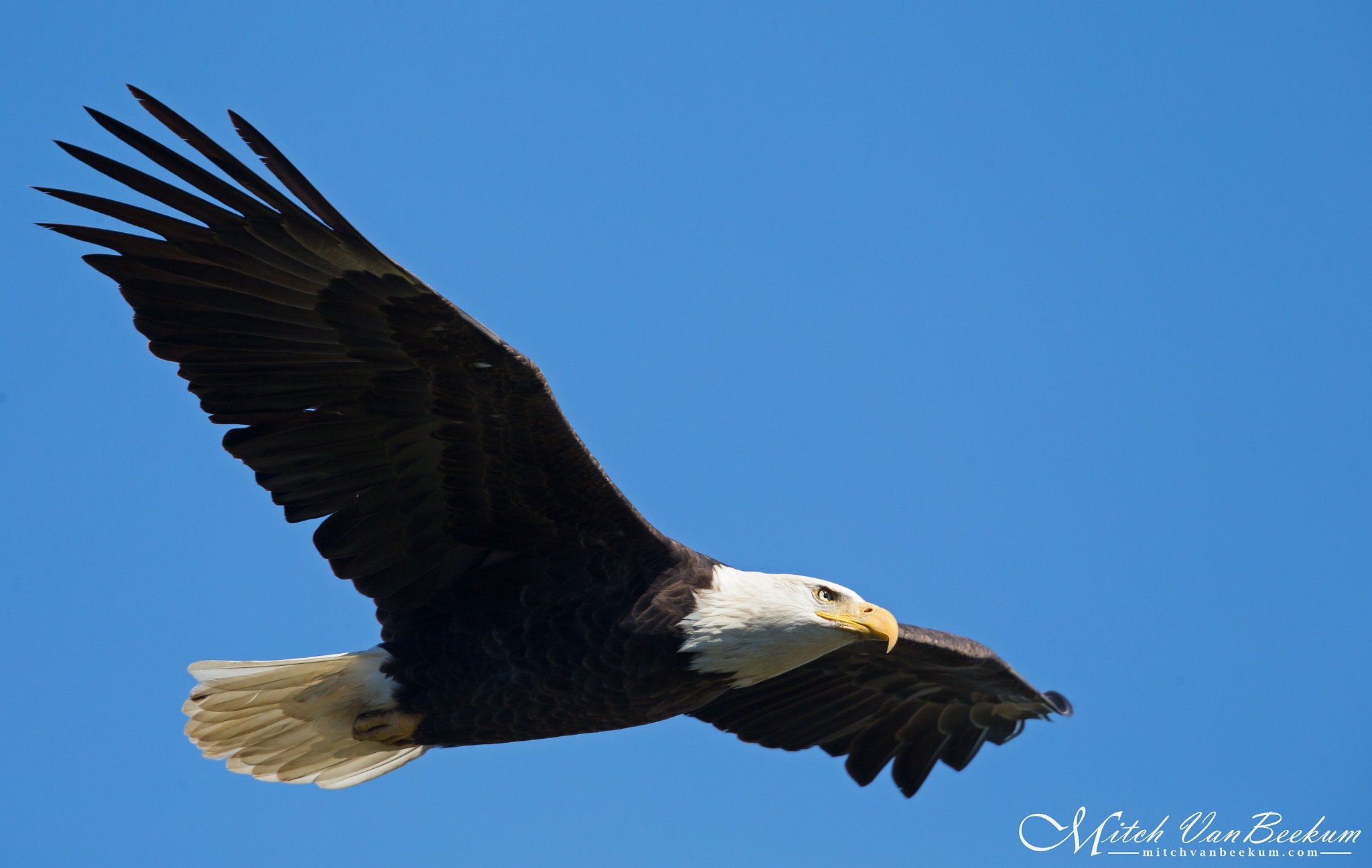 Canon EF 500mm F4L IS II USM sample photo. Flying beauty (adult bald eagle) photography