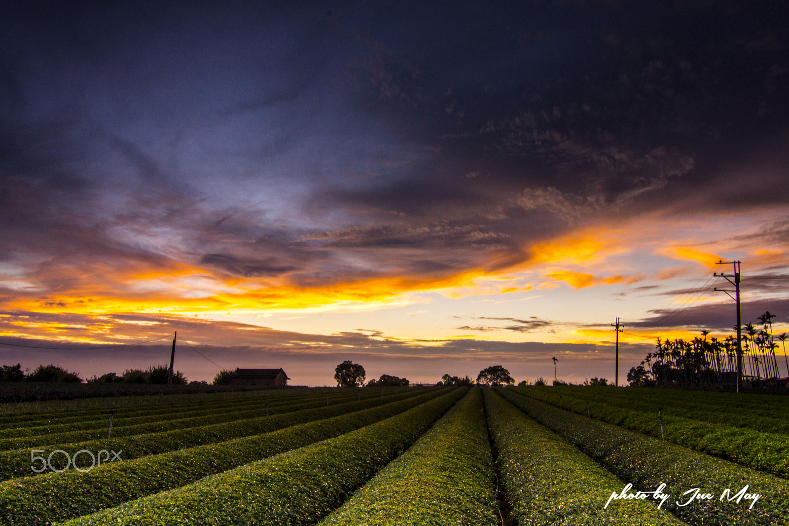 Sony SLT-A77 sample photo. 橫山茶園火燒雲 photography