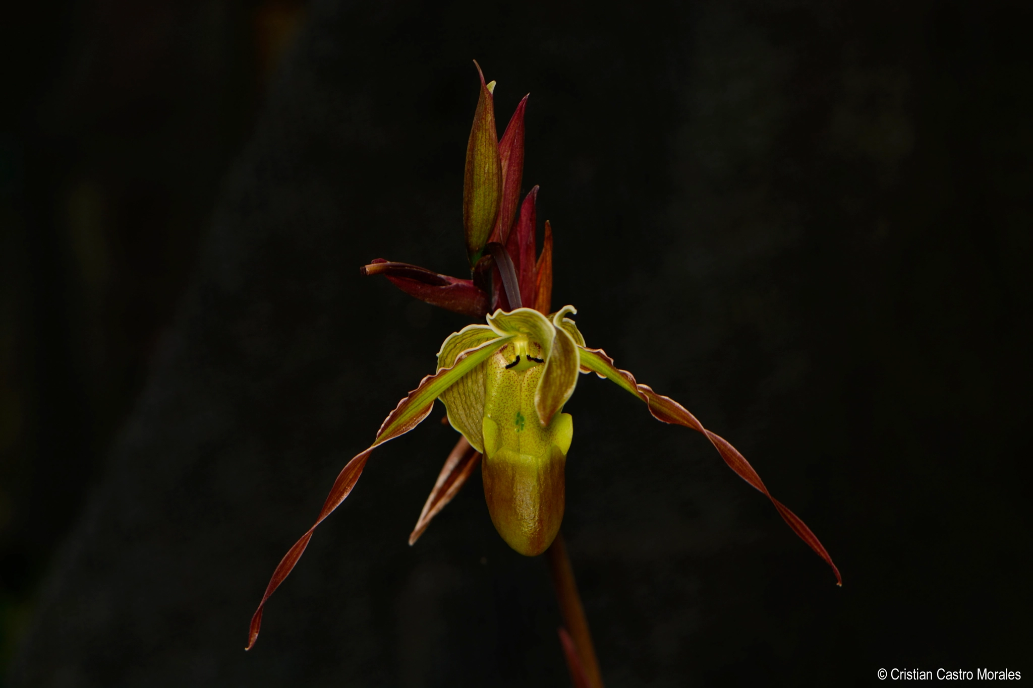 Nikon AF-S DX Micro-Nikkor 85mm F3.5G ED VR sample photo. Zapatico (phragmipedium longifolium) photography