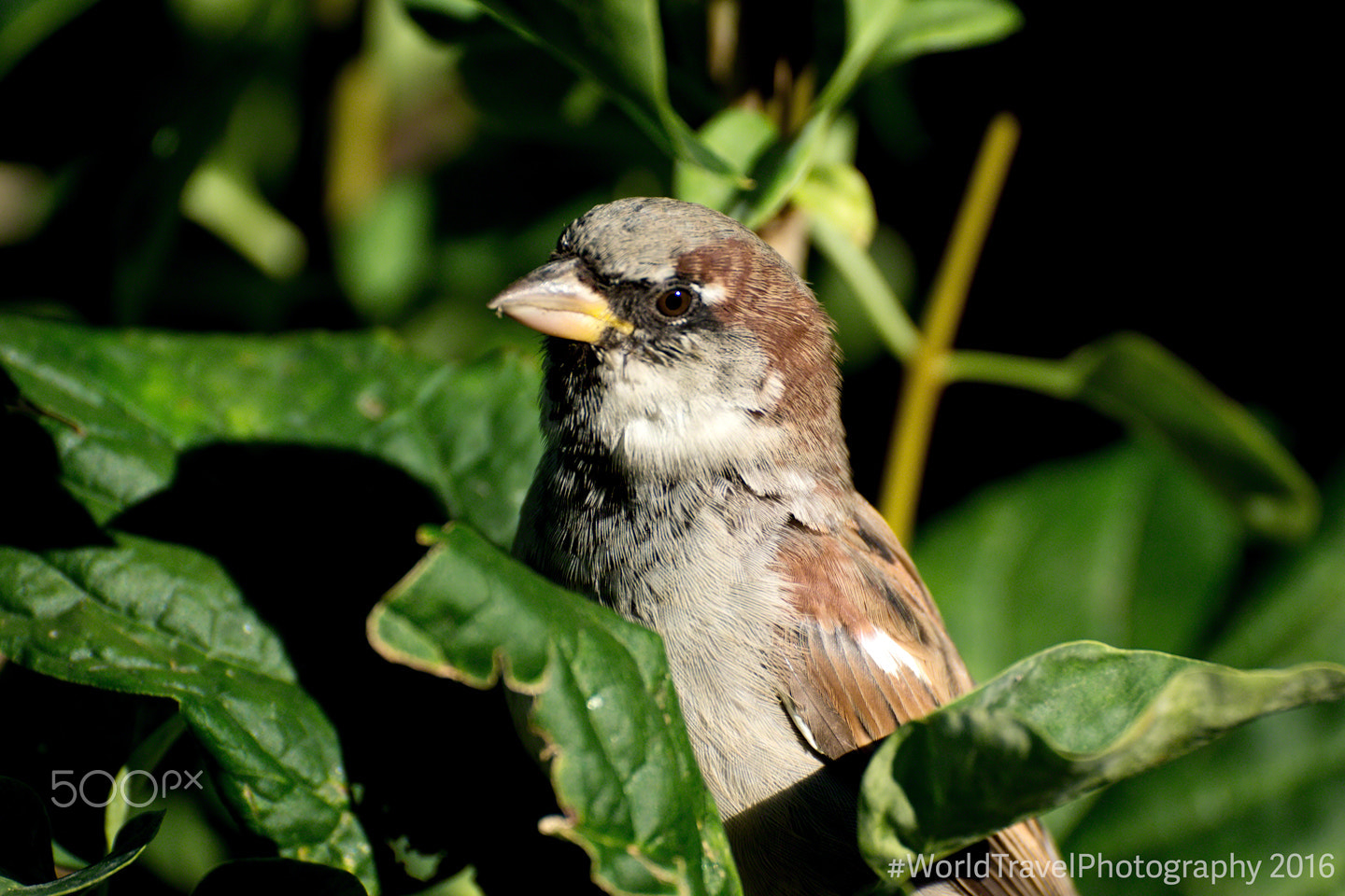 Tamron SP 70-300mm F4-5.6 Di USD sample photo. Bird in focus photography