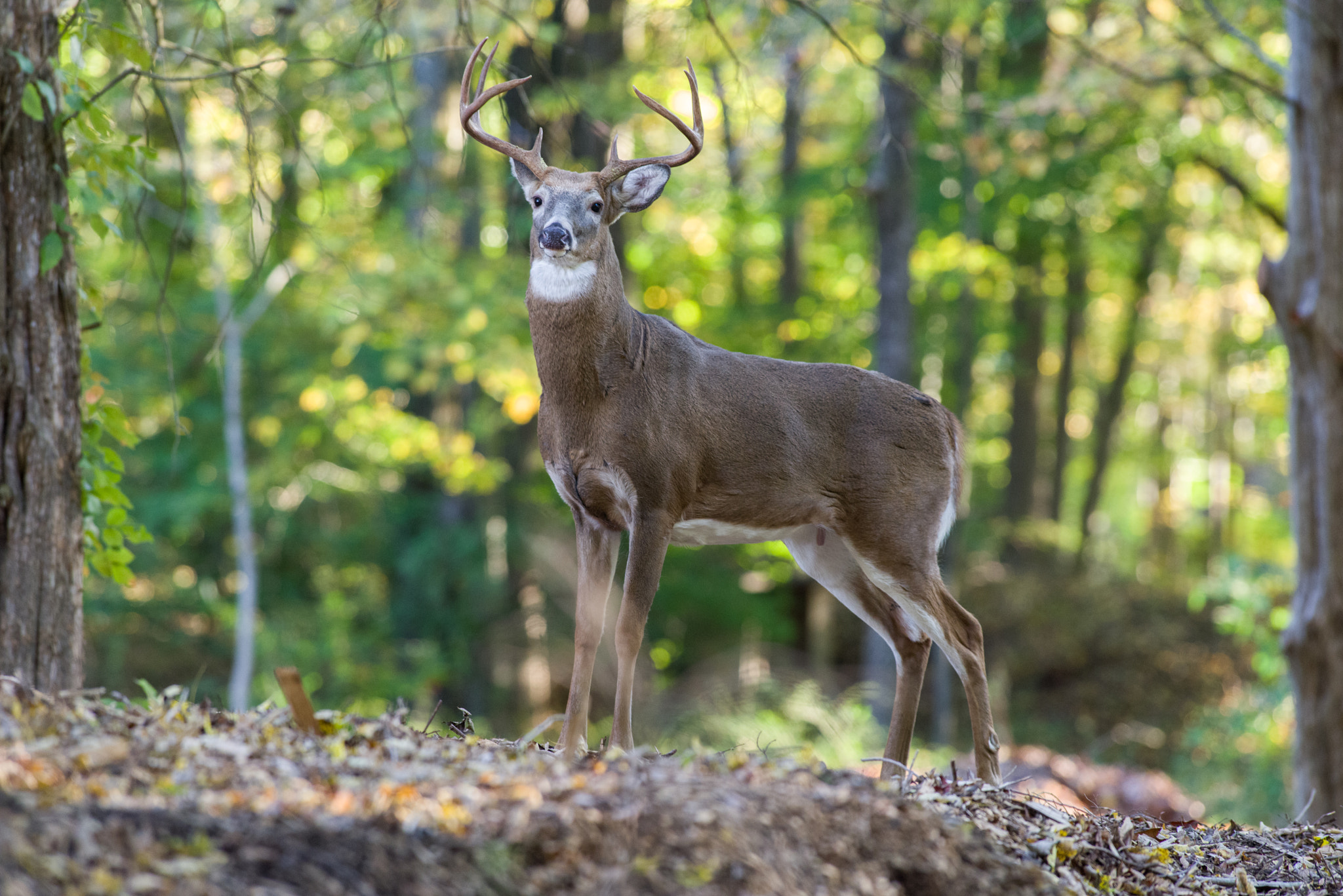 Pentax K-1 + Pentax smc DA* 300mm F4.0 ED (IF) SDM sample photo. Beautiful buck photography