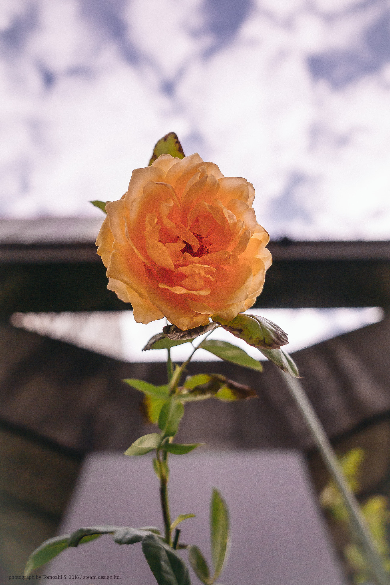Panasonic Lumix DMC-GF7 + OLYMPUS M.12mm F2.0 sample photo. Pink rose photography