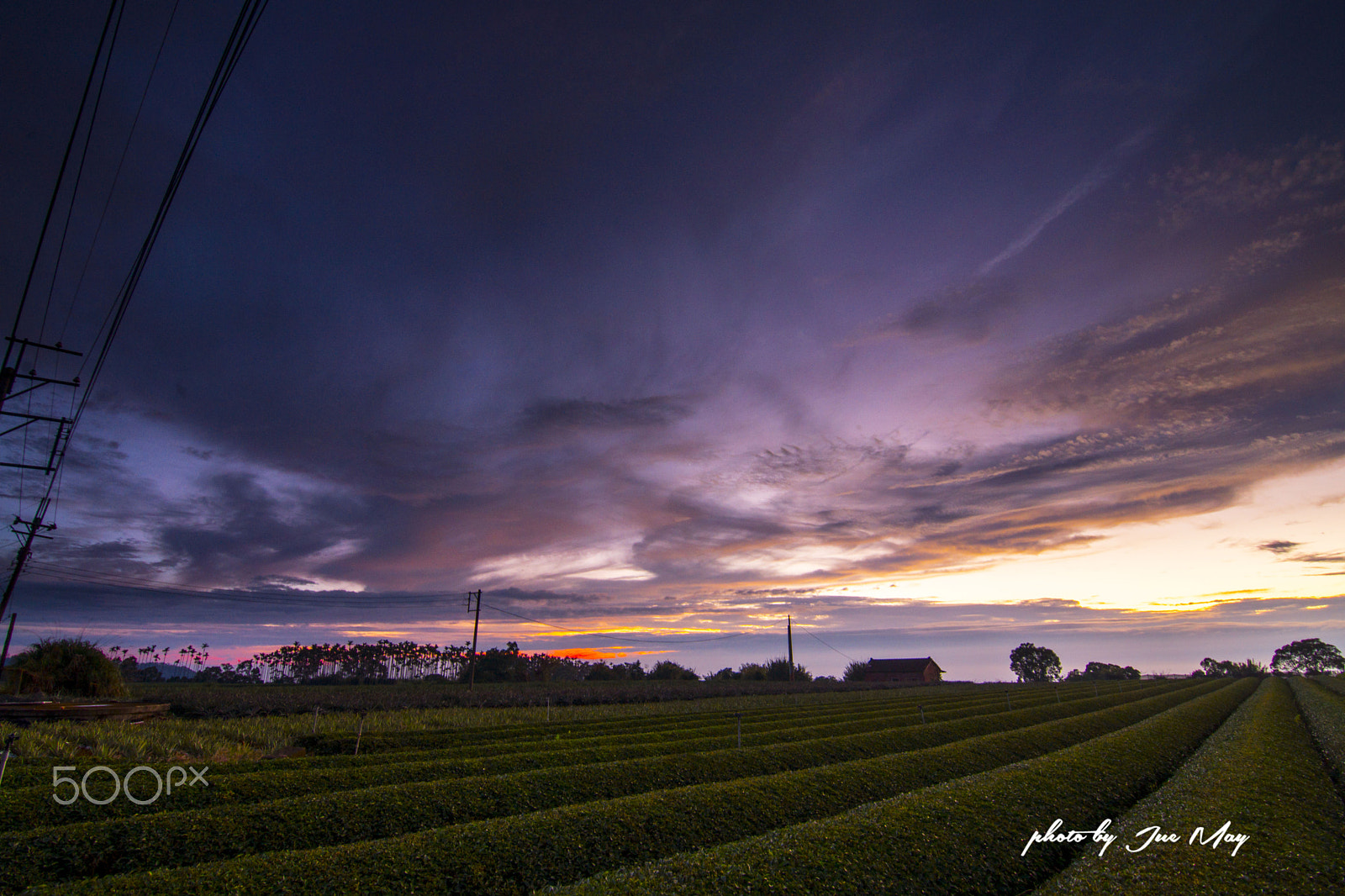 Sony SLT-A77 sample photo. 茶園火燒雲 photography