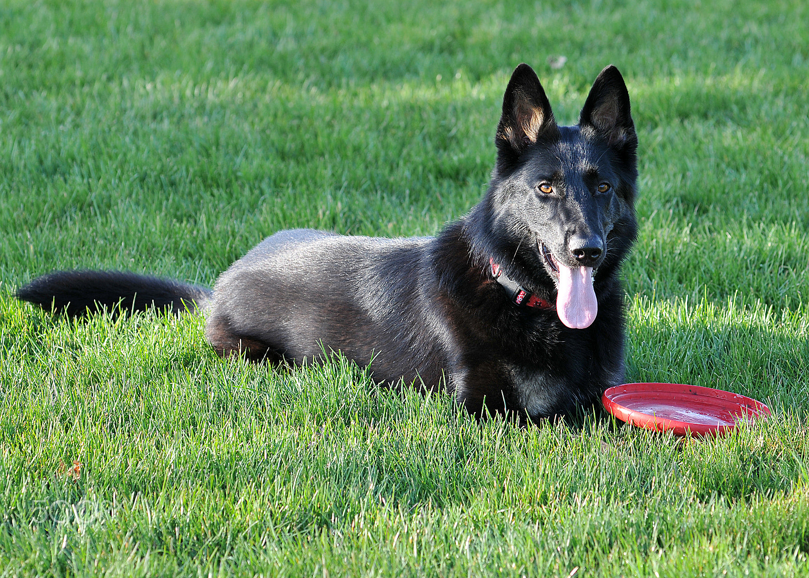 Nikon D300S + Nikon AF-Nikkor 80-200mm F2.8D ED sample photo. Stella the german shepherd photography