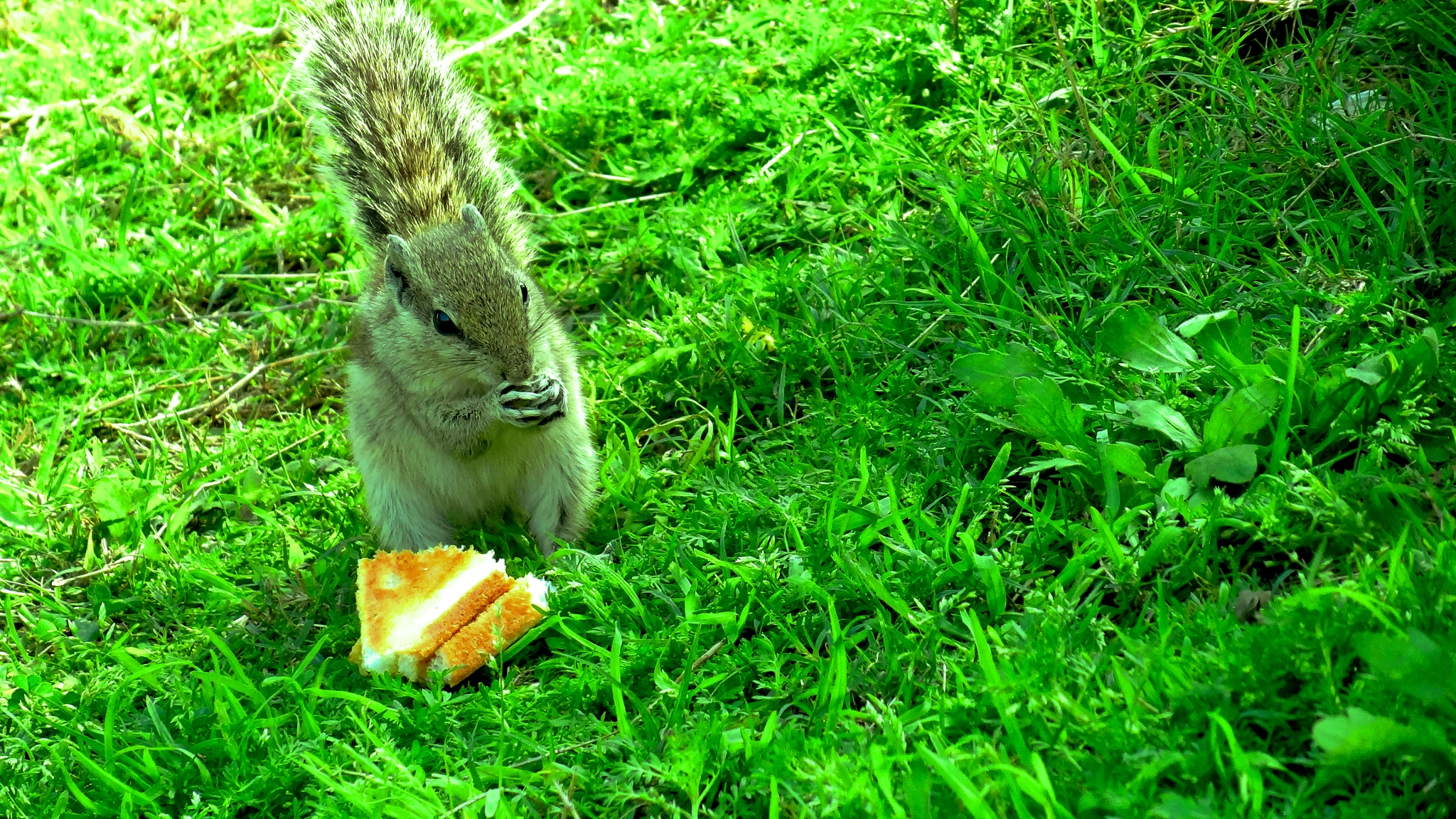 Sony Cyber-shot DSC-HX7V sample photo. Squirrel photography